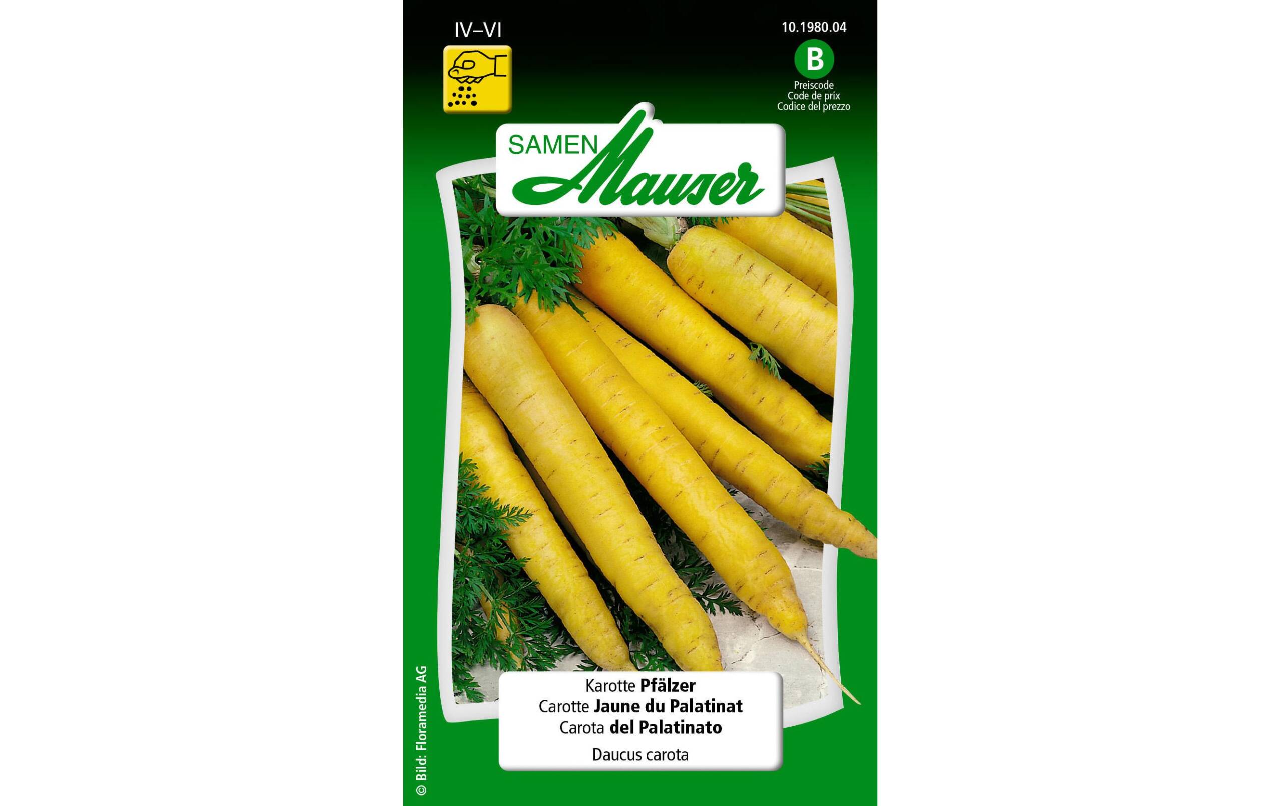 Karotte Pfälzer Daucus carota