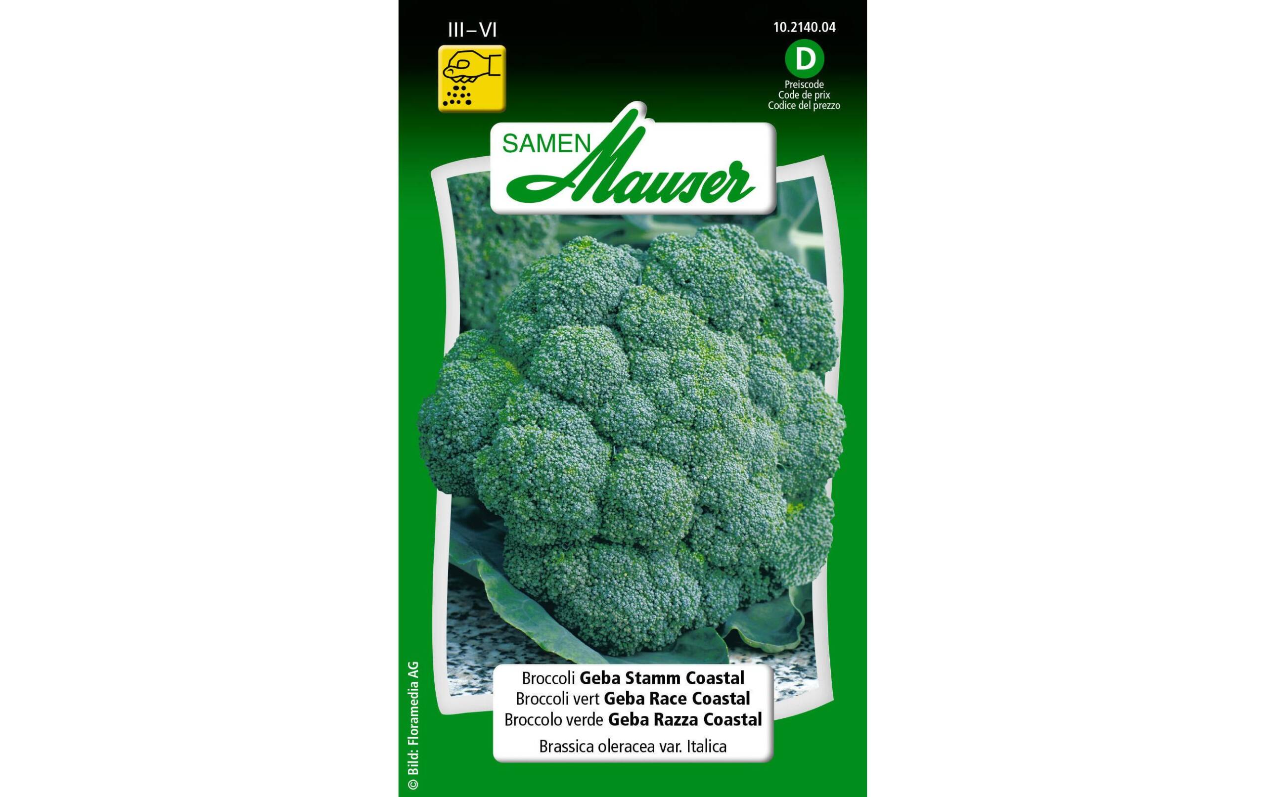 Broccoli Geba Stamm Coastal Brassica oleracea var. Italica