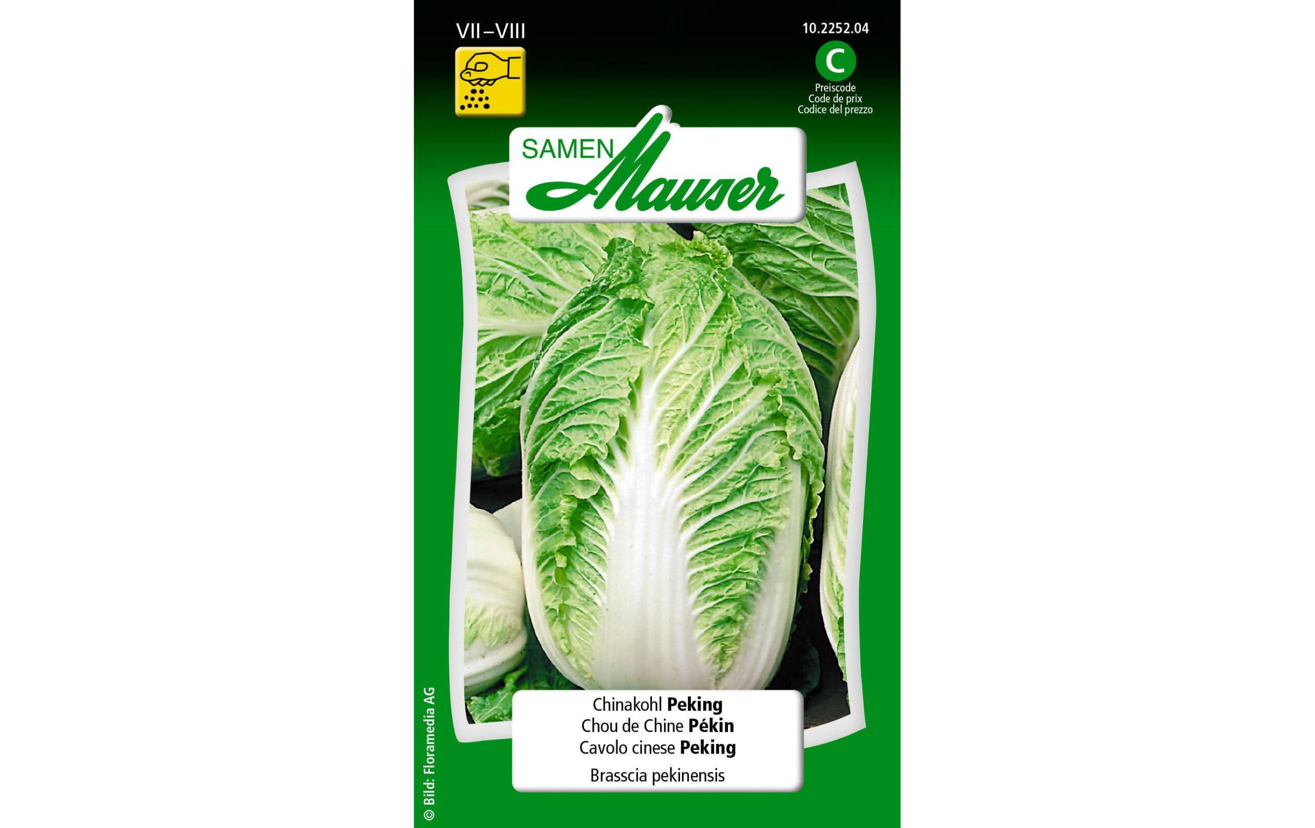 Chinakohl Peking Brassica pekinensis