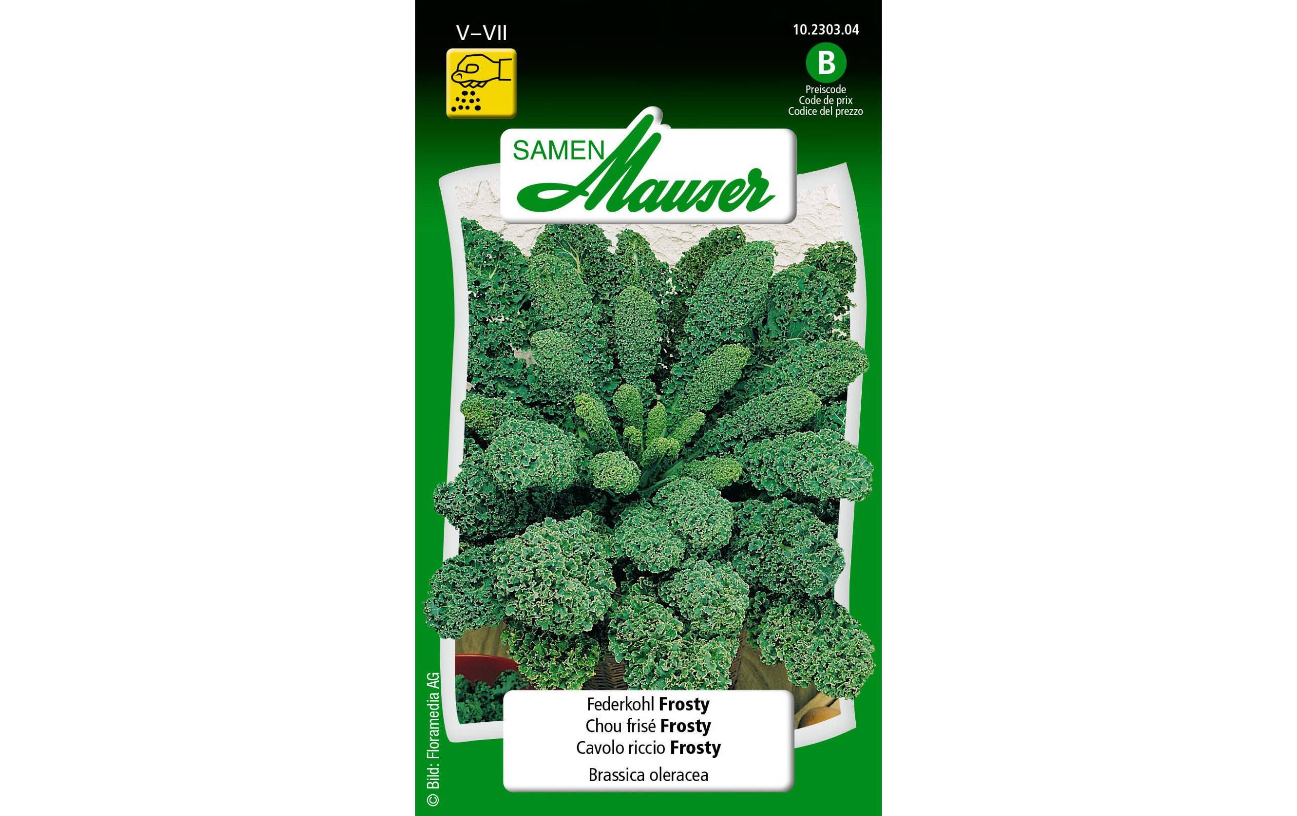 Federkohl Frosty Brassica oleracea