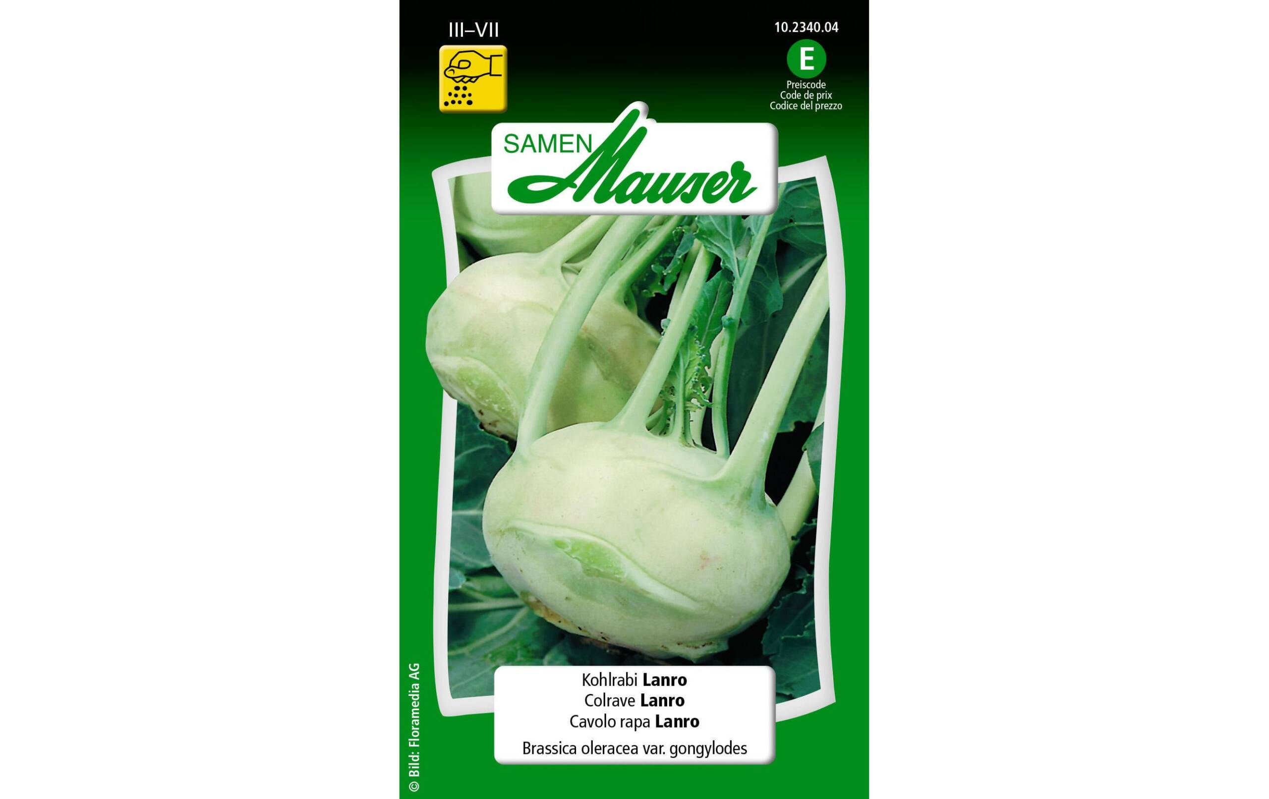 Kohlrabi Lanro Brassica oleracea var. Gongylodes