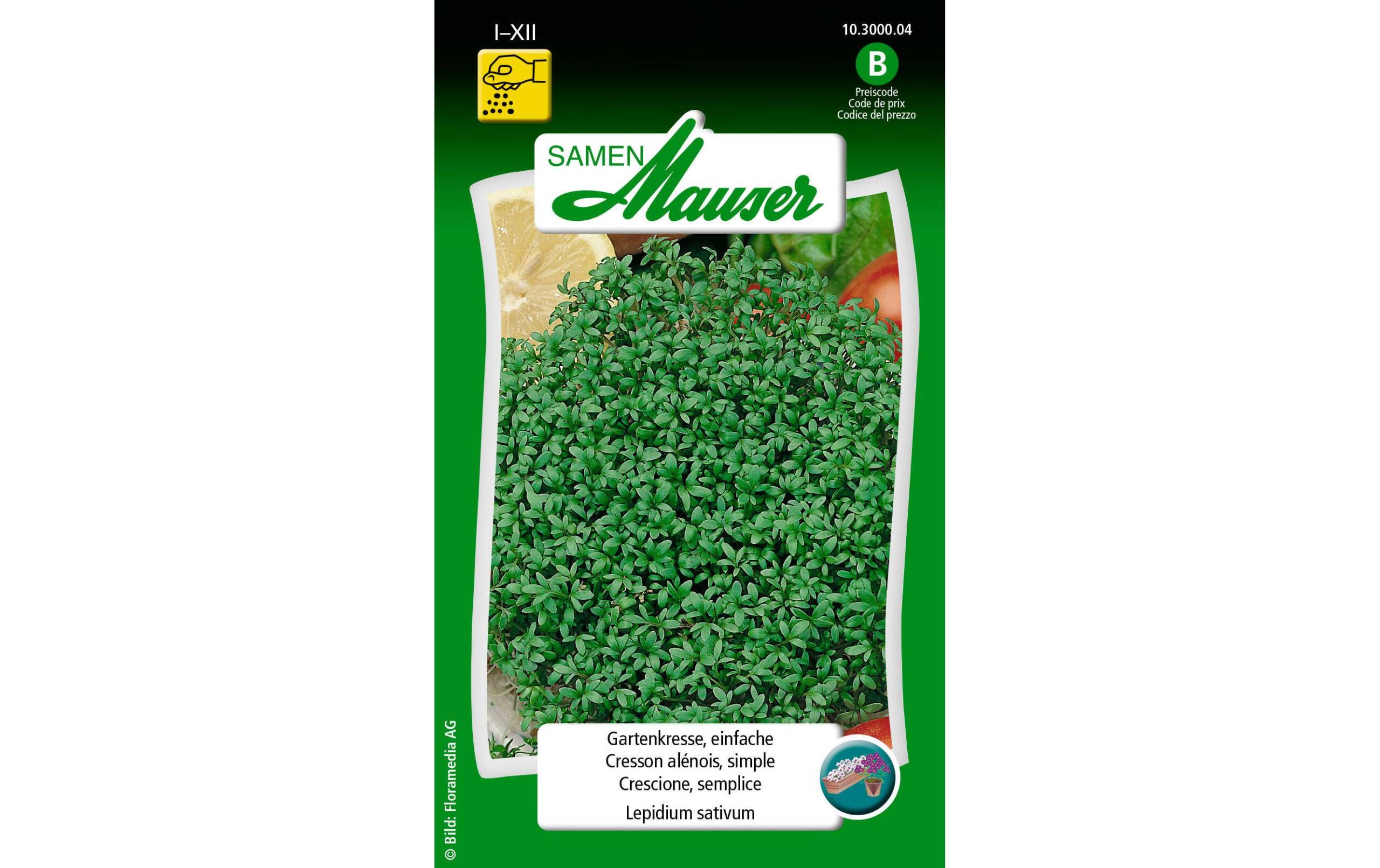 Gartenkresse, einfache Lepidium sativum – Bild 2