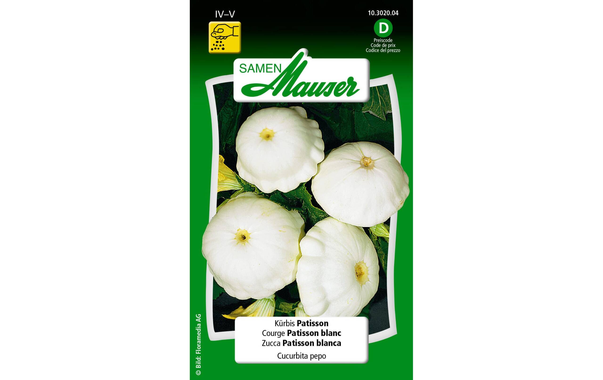 Kürbis Patisson Cucurbita pepo