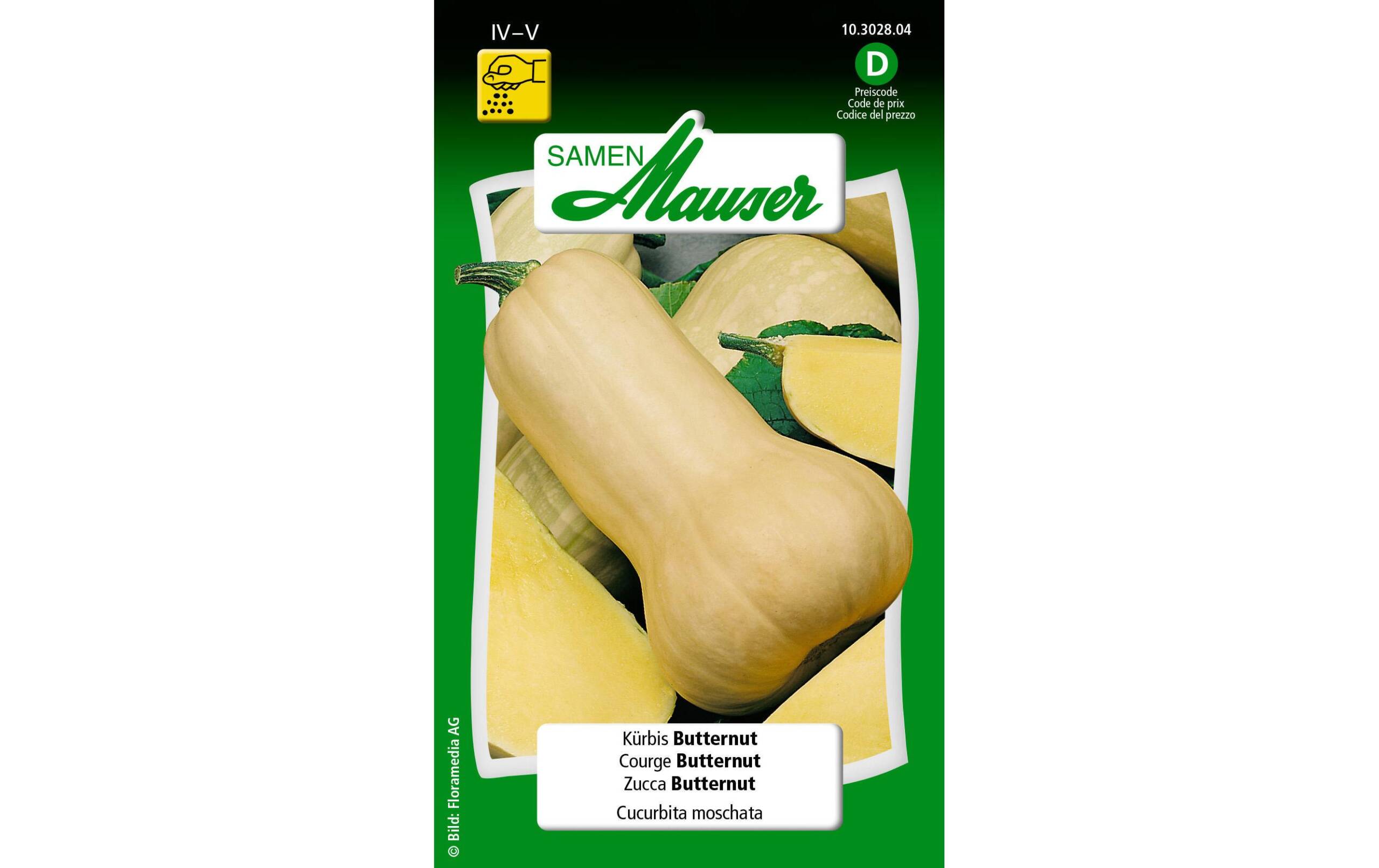 Kürbis Butternut Cucurbita moschata