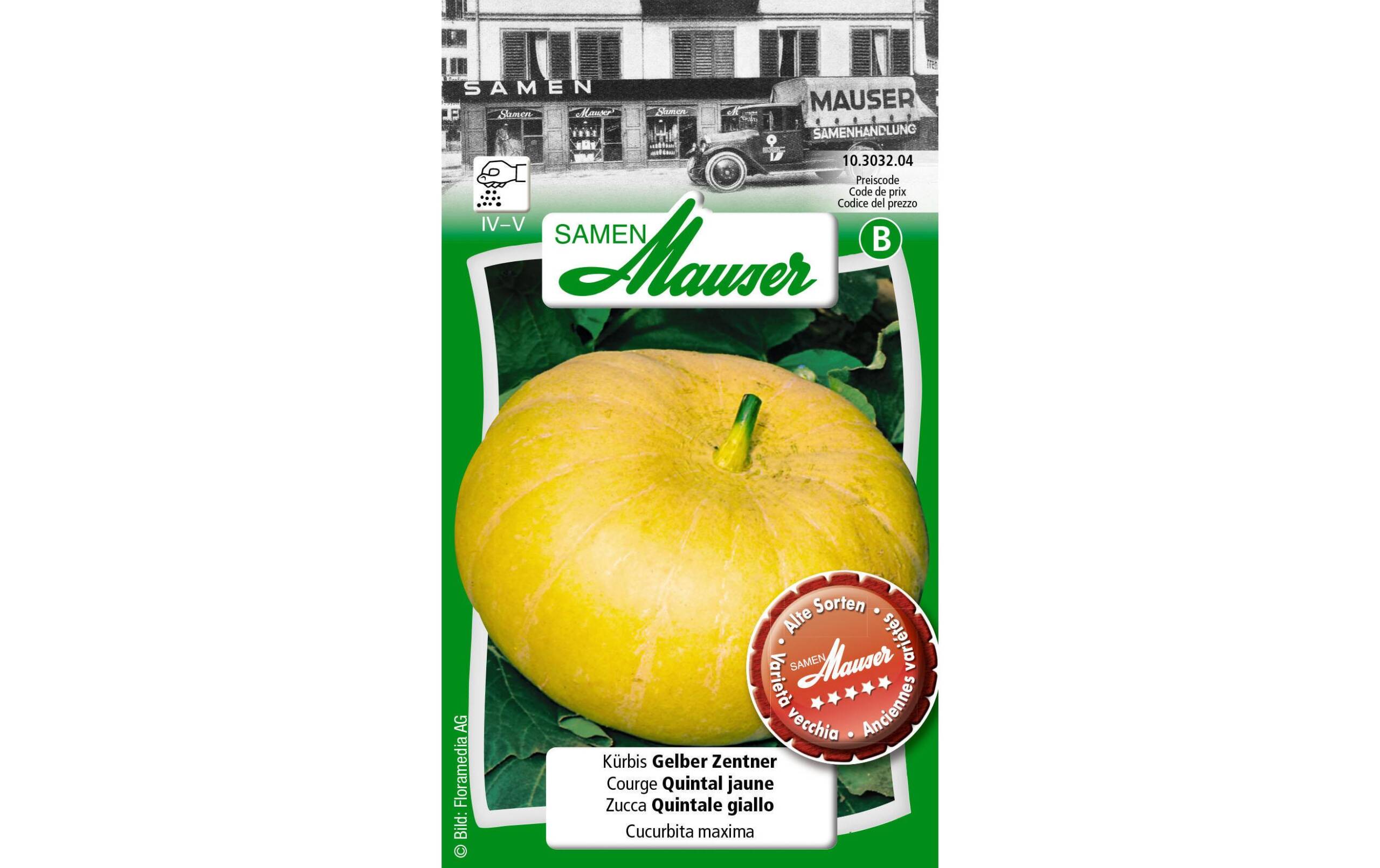 Kürbis Gelber Zentner Cucurbita maxima