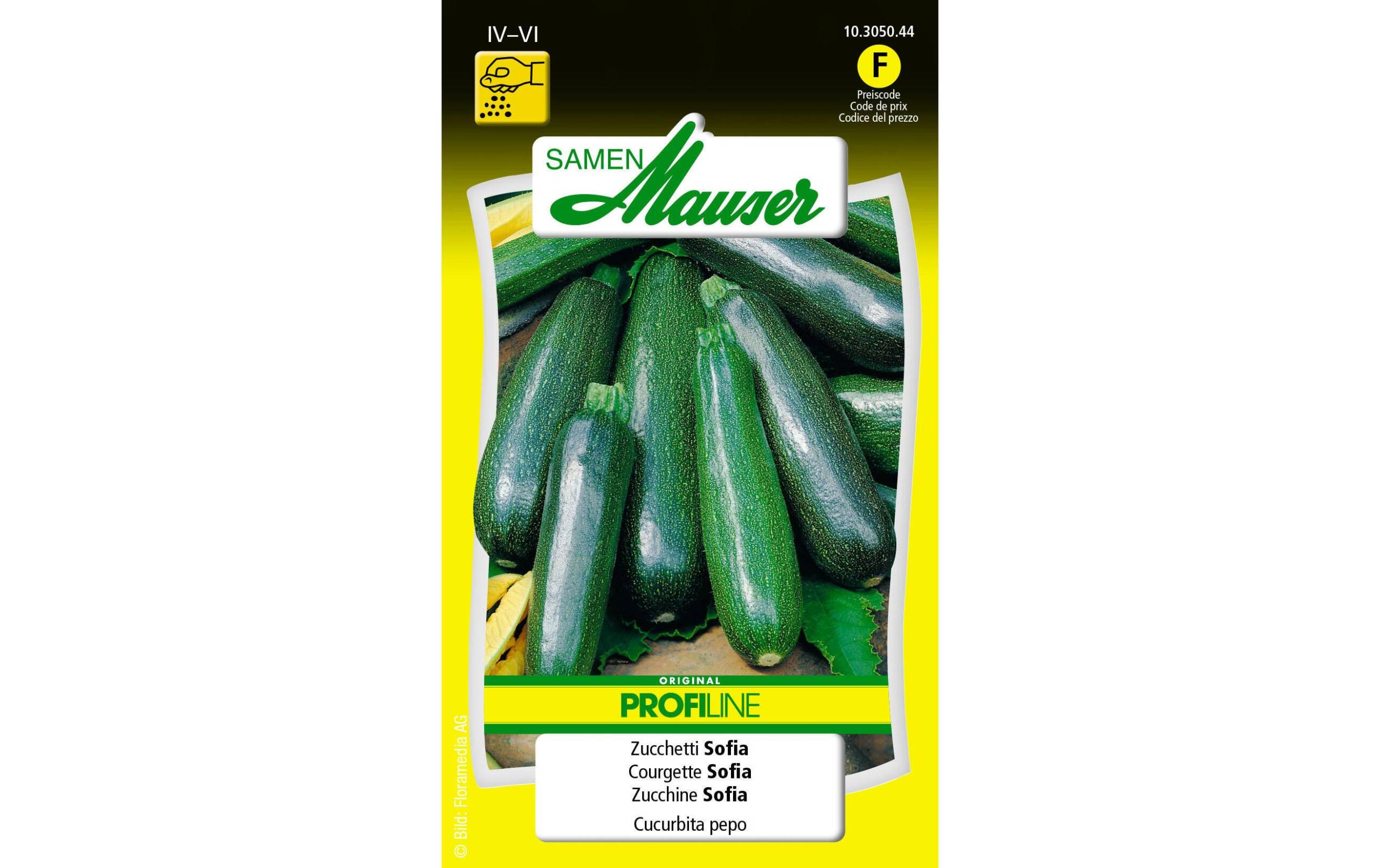 Zucchetti Sofia Cucurbita pepo