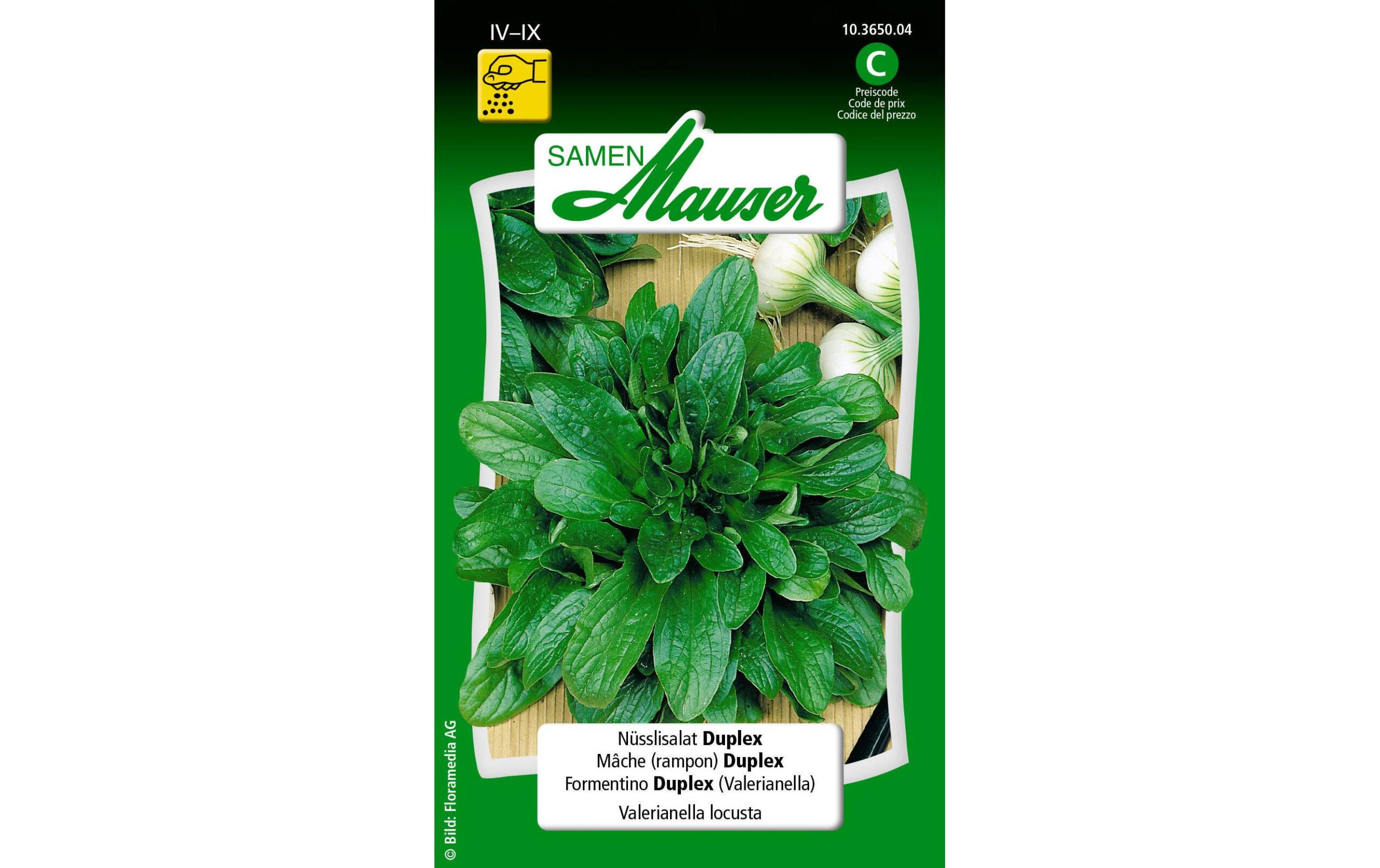 Nüsslisalat Duplex Valerianella locusta