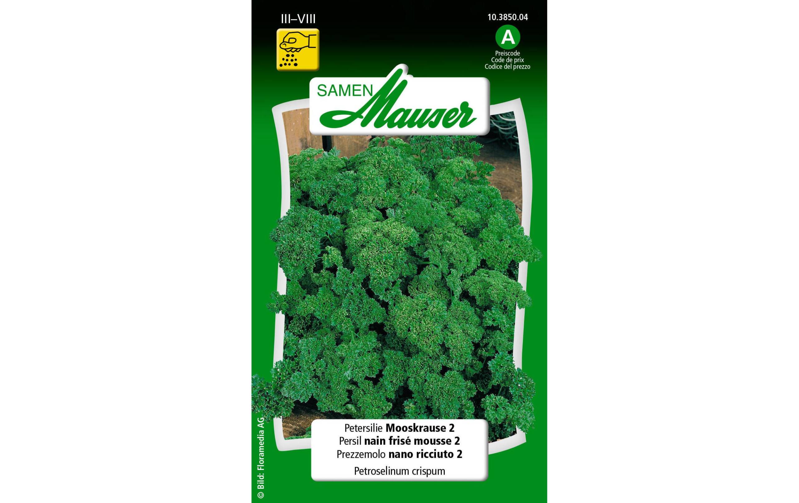 Petersilie Mooskrause 2 Petroselinum crispum