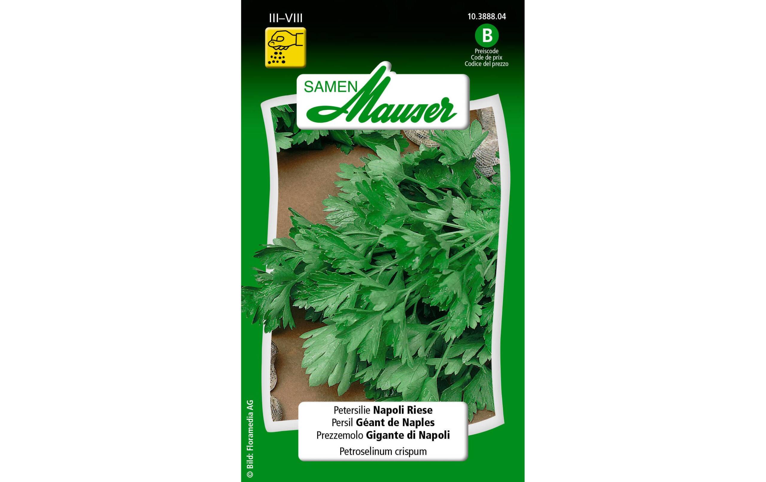Petersilie Napoli Riese Petroselinum crispum