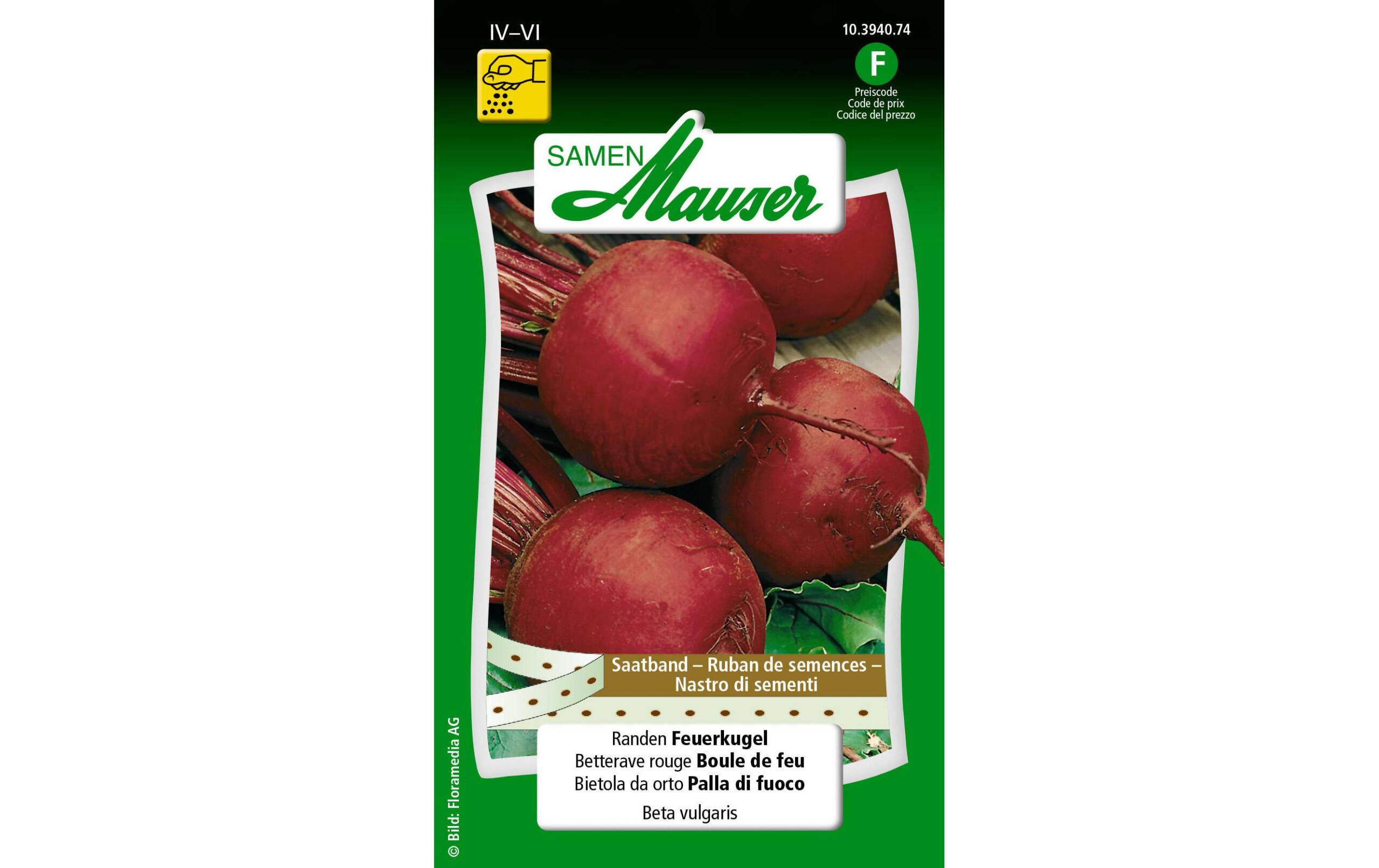 Saatband Rande Feuerkugel Saatband Beta vulgaris