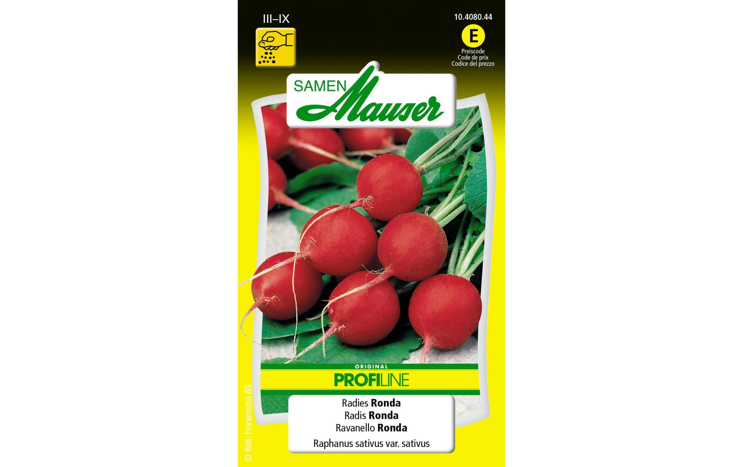 Radies Ronda Raphanus sativus var. Sativus – Bild 2