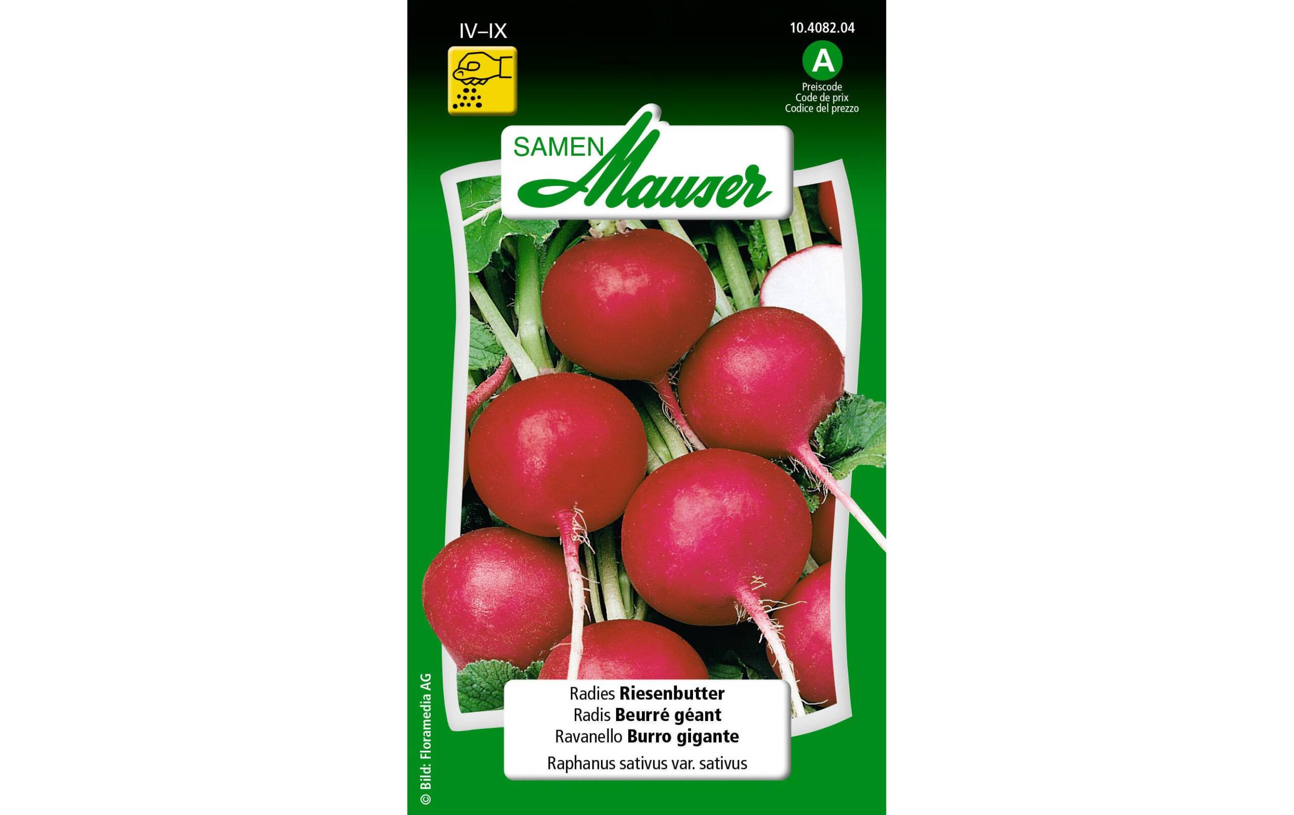 Radies Riesenbutter Raphanus sativus var. Sativus – Bild 2