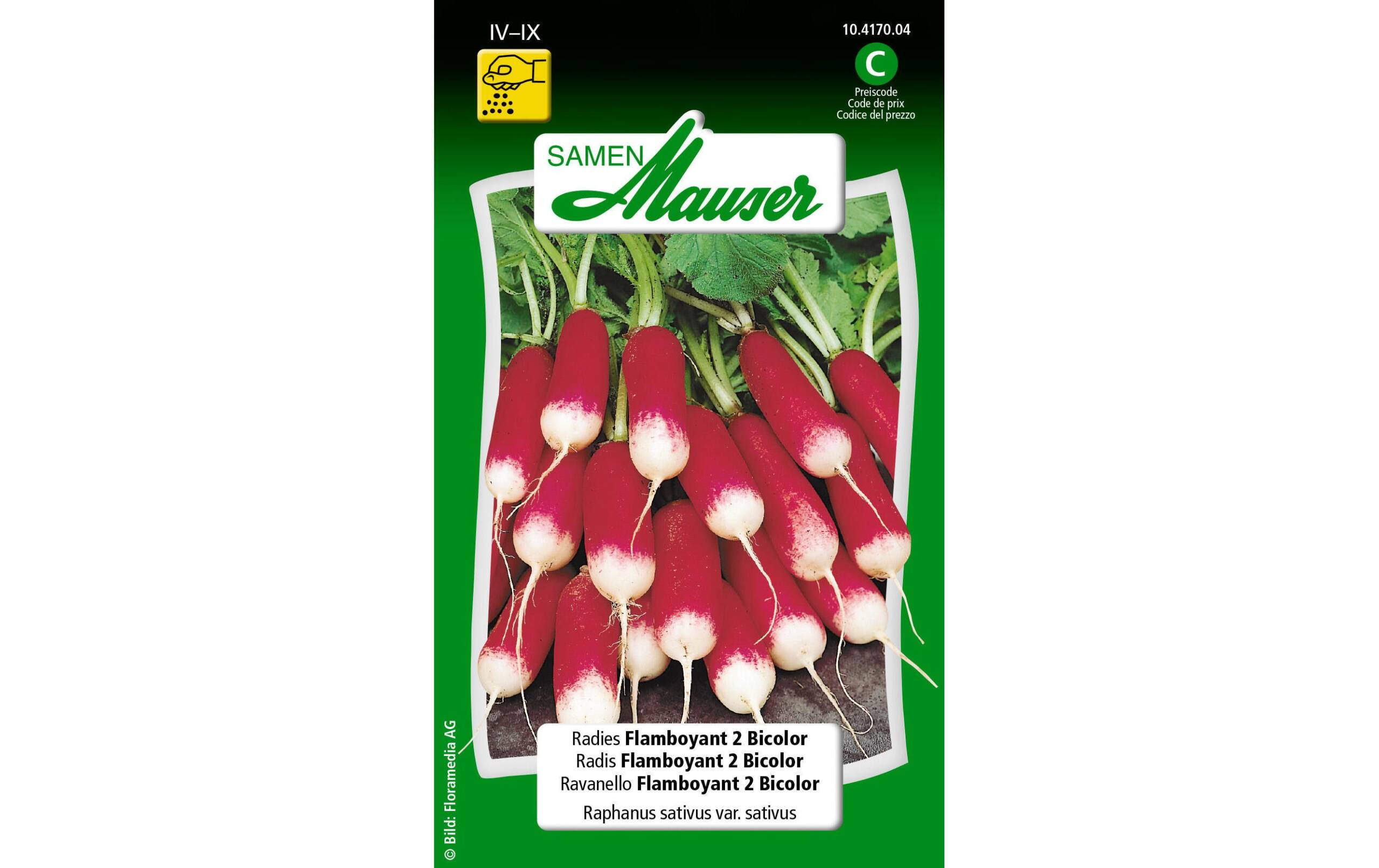 Radies Flamboyant 2 Bicolor Raphanus sativus var. Sativus
