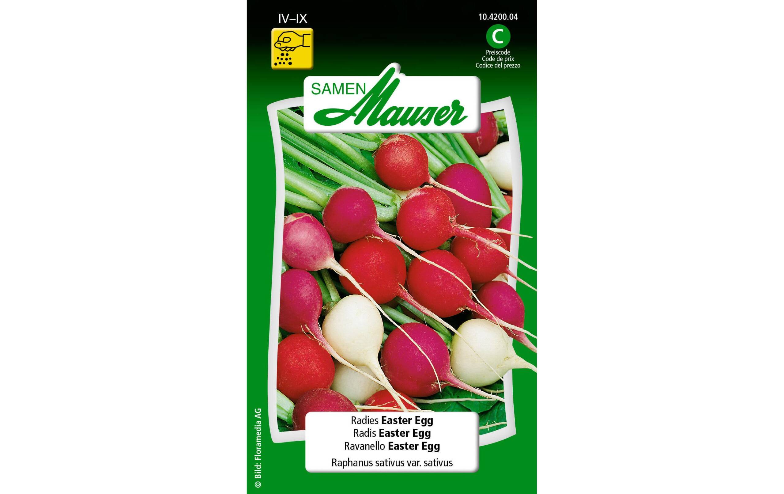 Radies Easter Egg Raphanus sativus var. Sativus