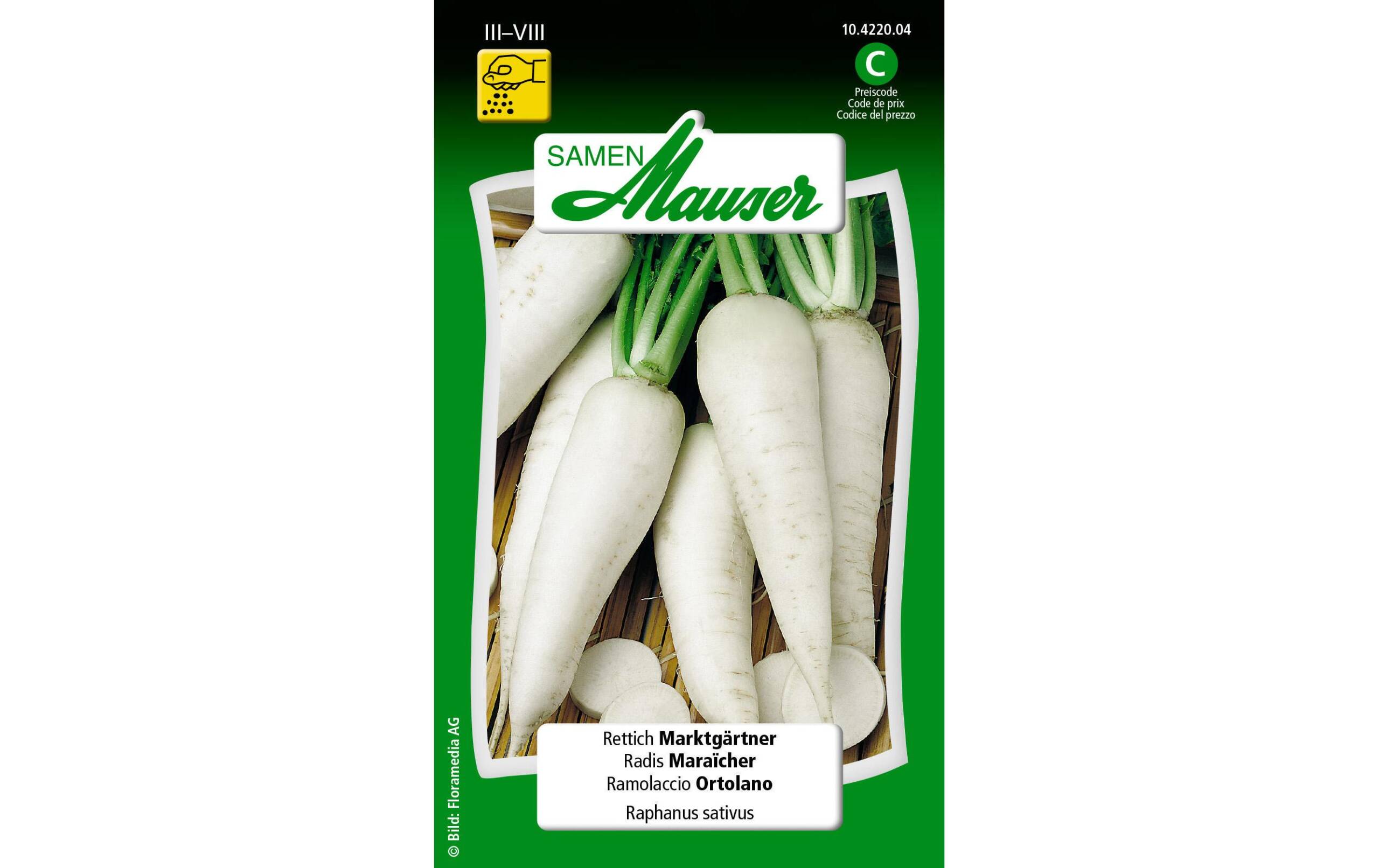 Rettich Marktgärtner Raphanus sativus – Bild 2