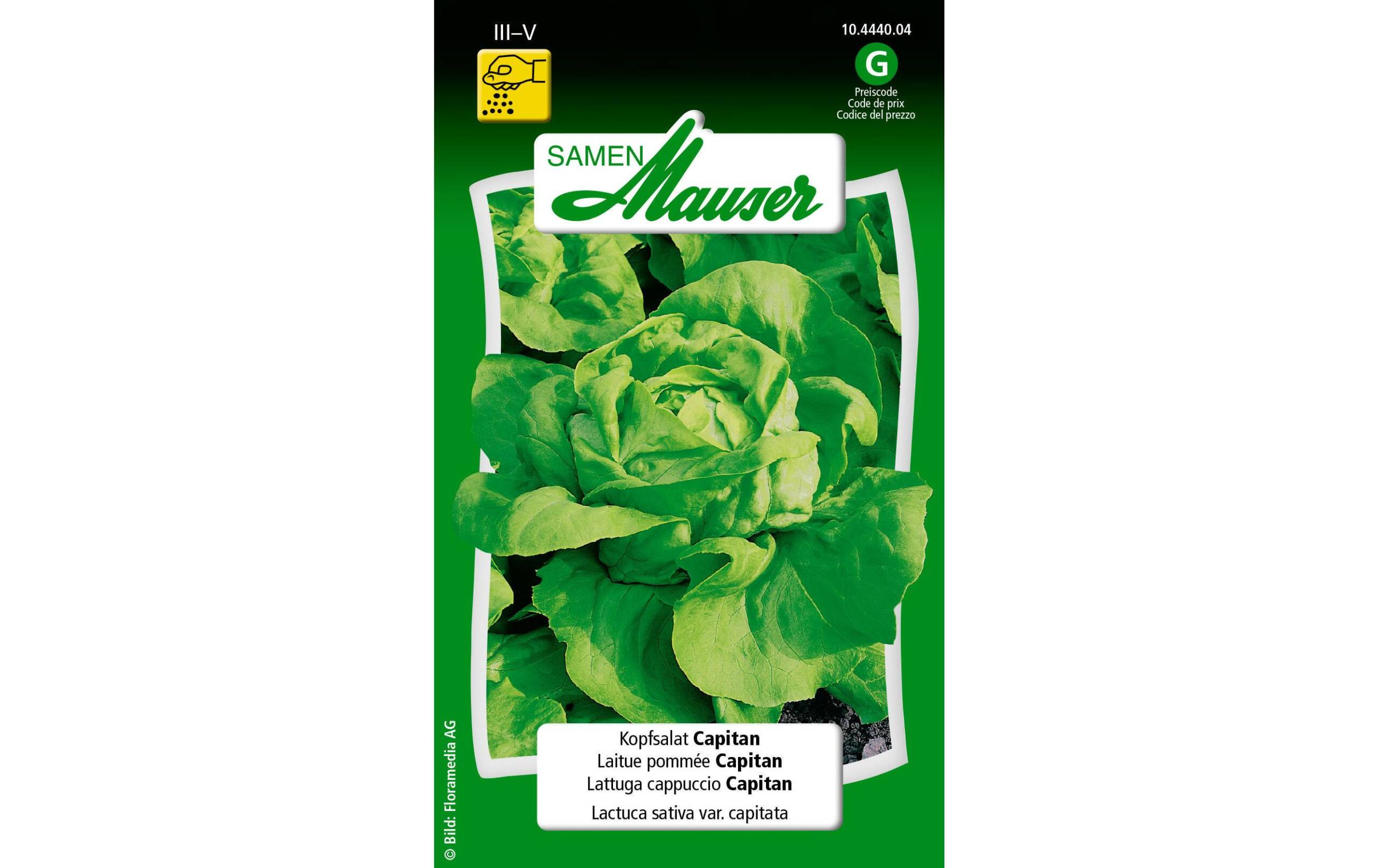 Kopfsalat Capitan Lactuca sativa var. Capitata