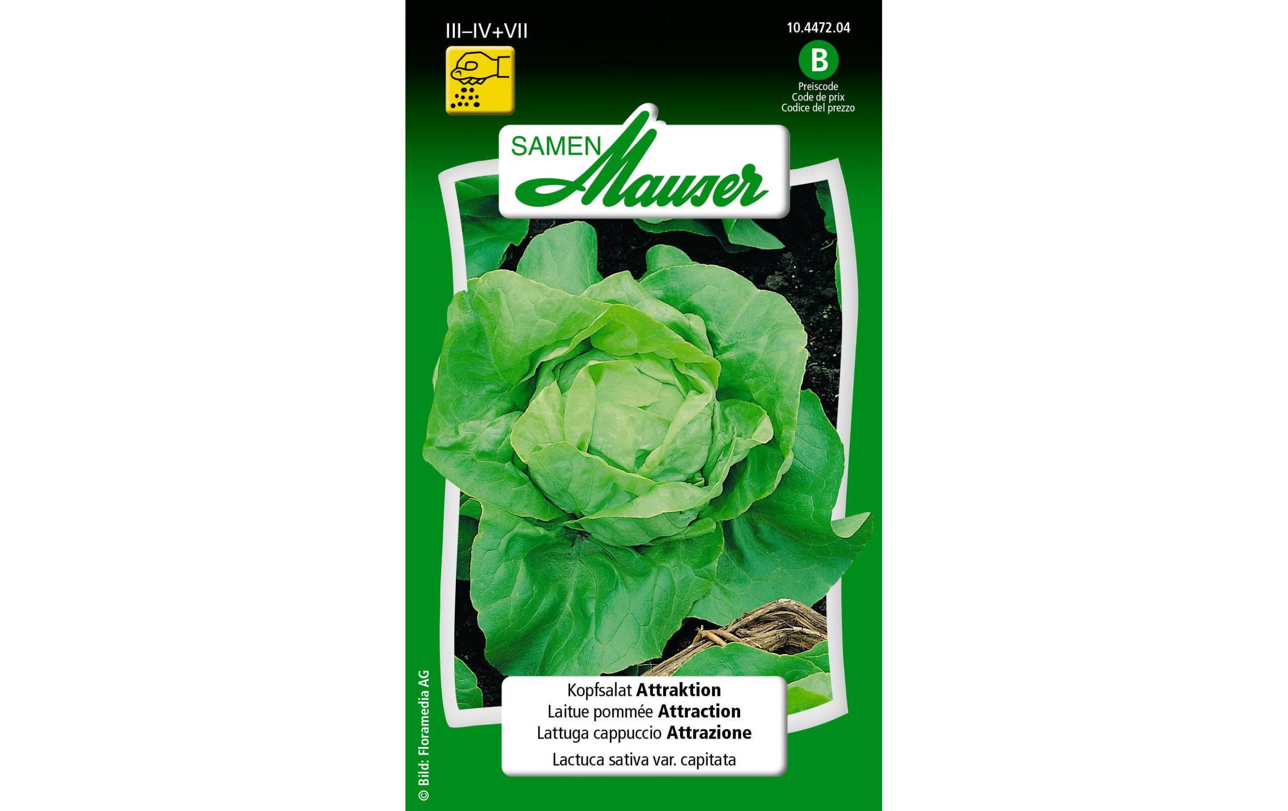 Kopfsalat Attraktion Lactuca sativa var. Capitata – Bild 2