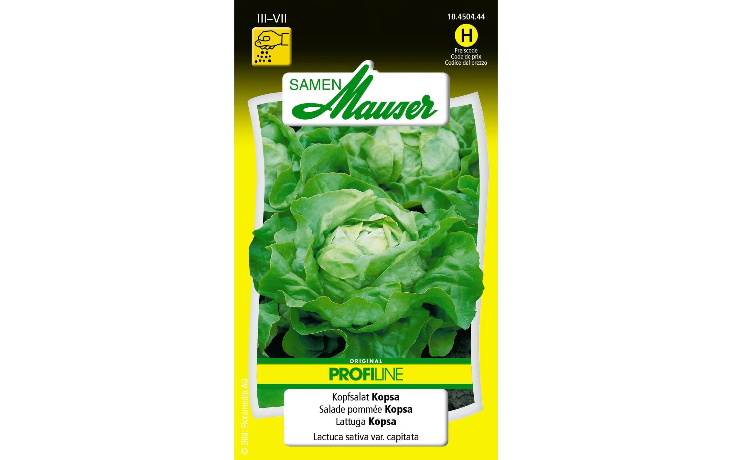 Kopfsalat Kopsa Lactuca sativa var. Capitata