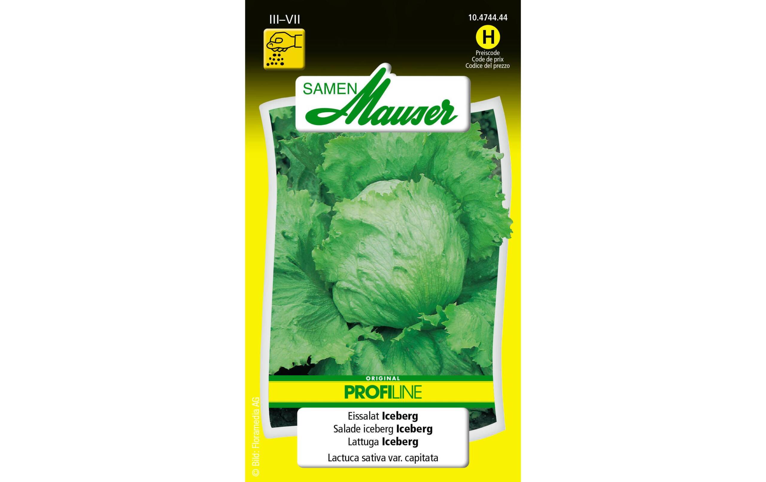 Eissalat Iceberg Lactuca sativa var. Capitata