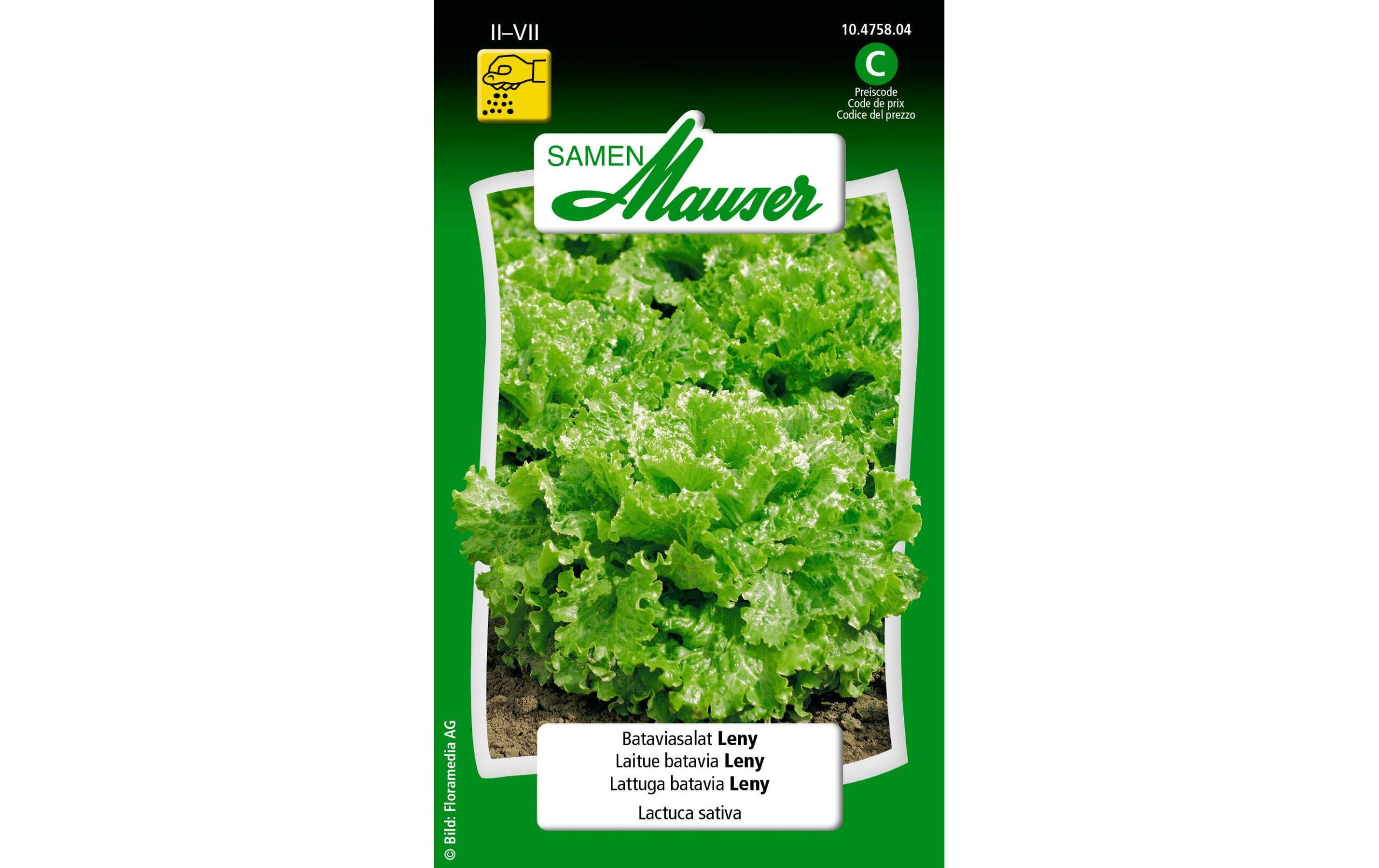 Bataviasalat Leny Lactuca sativa