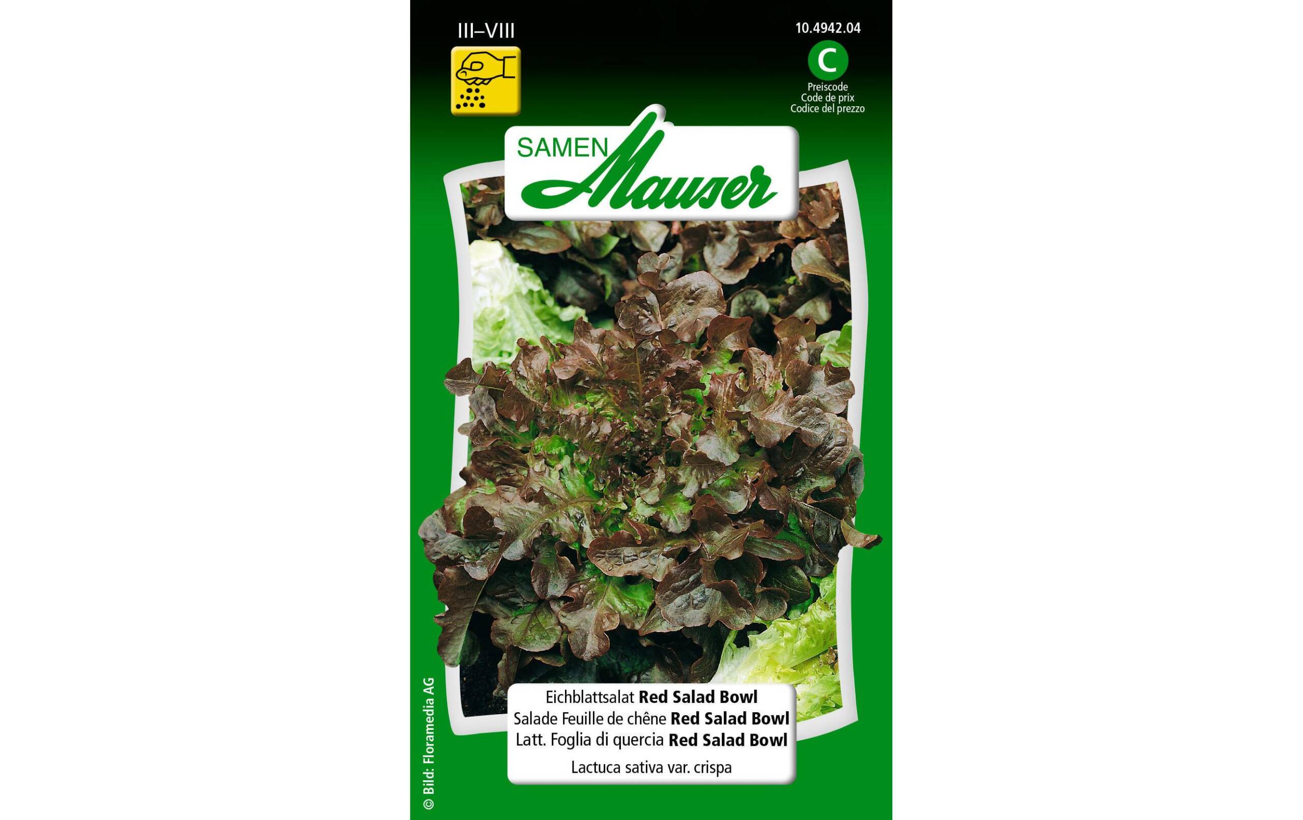 Eichblattsalat Red Salad Bowl Lactuca sativa var. Crispa