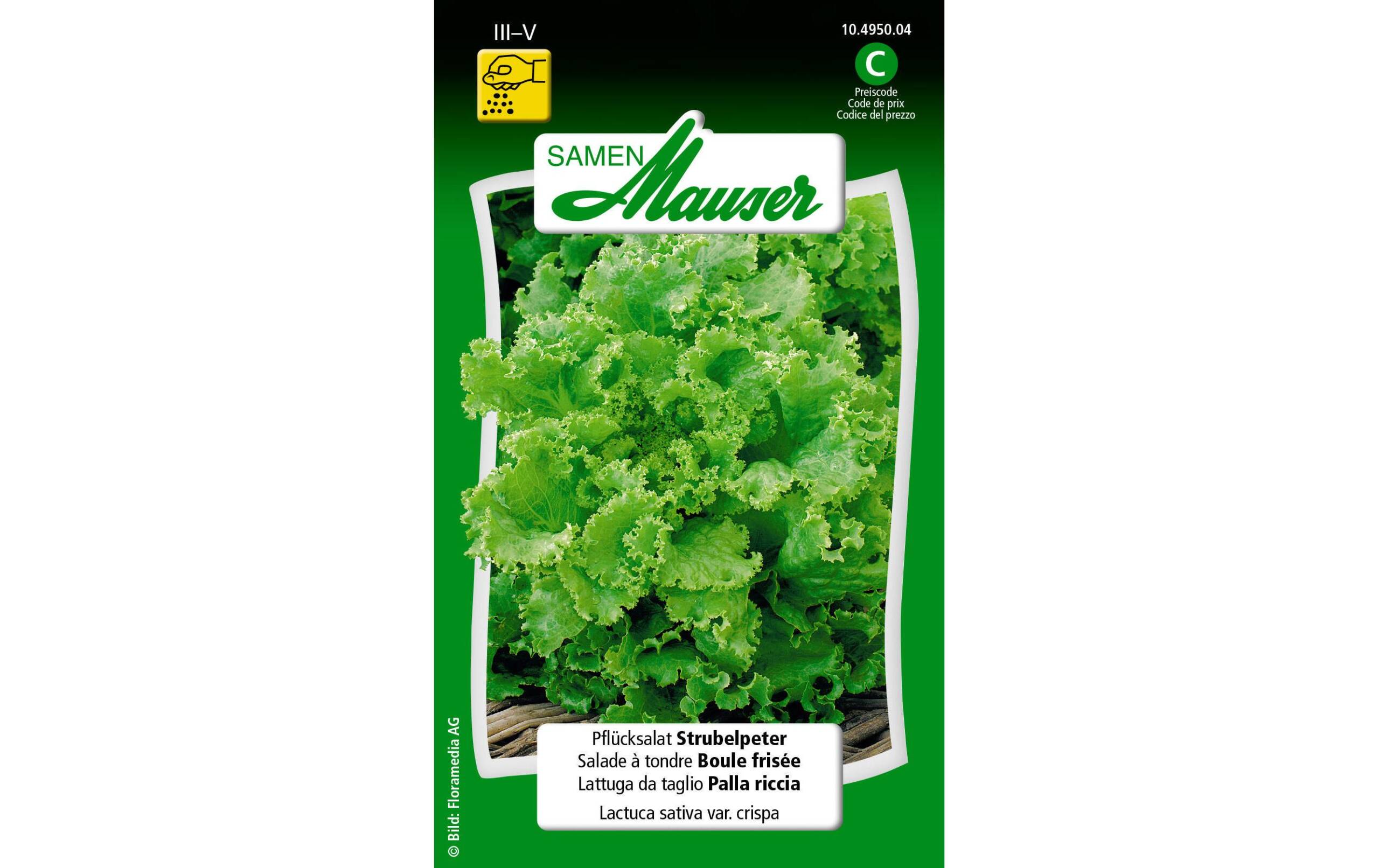 Pflücksalat Strubelpeter Lactuca sativa var. Crispa – Bild 2