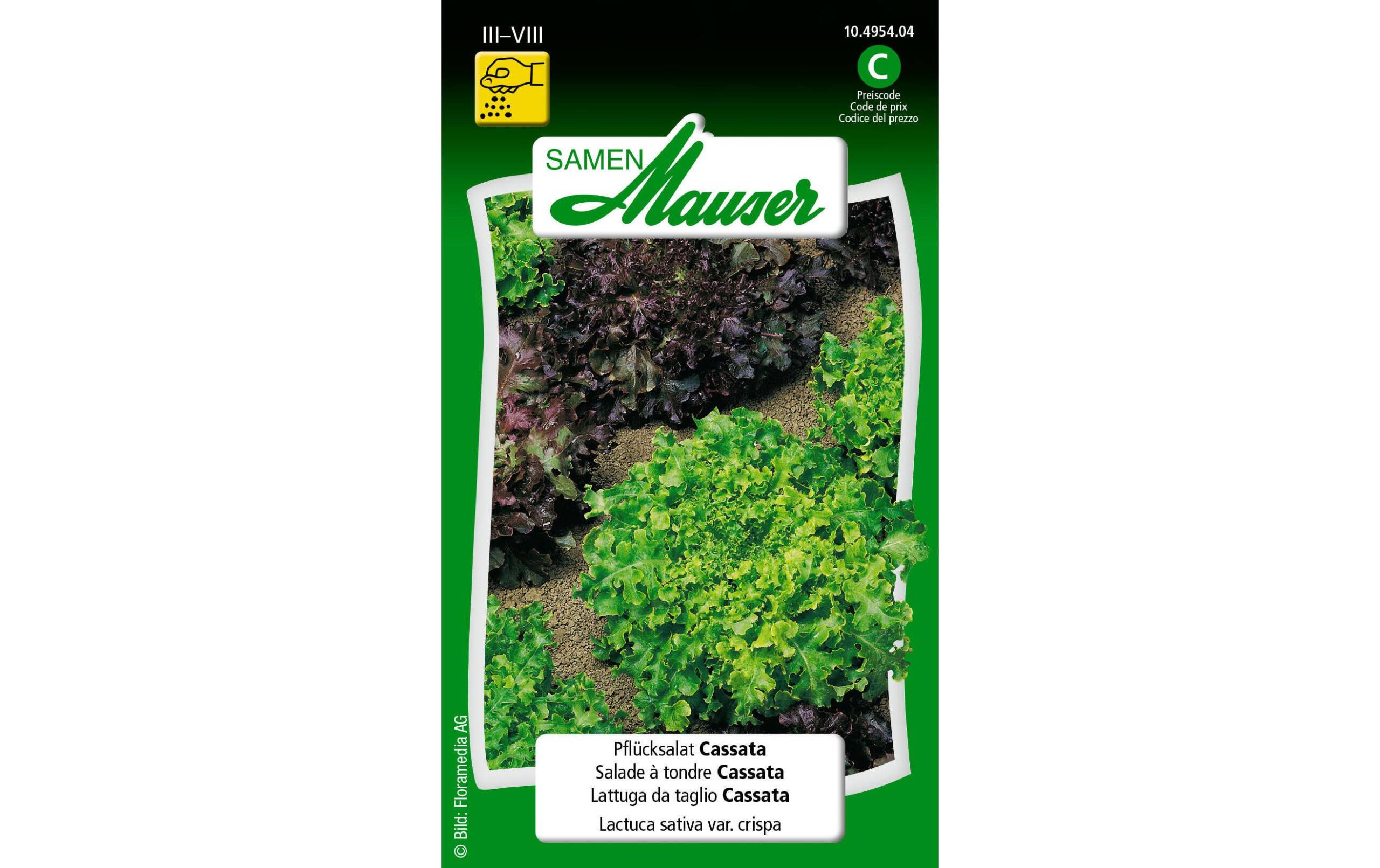 Pflücksalat Cassata Lactuca sativa var. Crispa – Bild 2