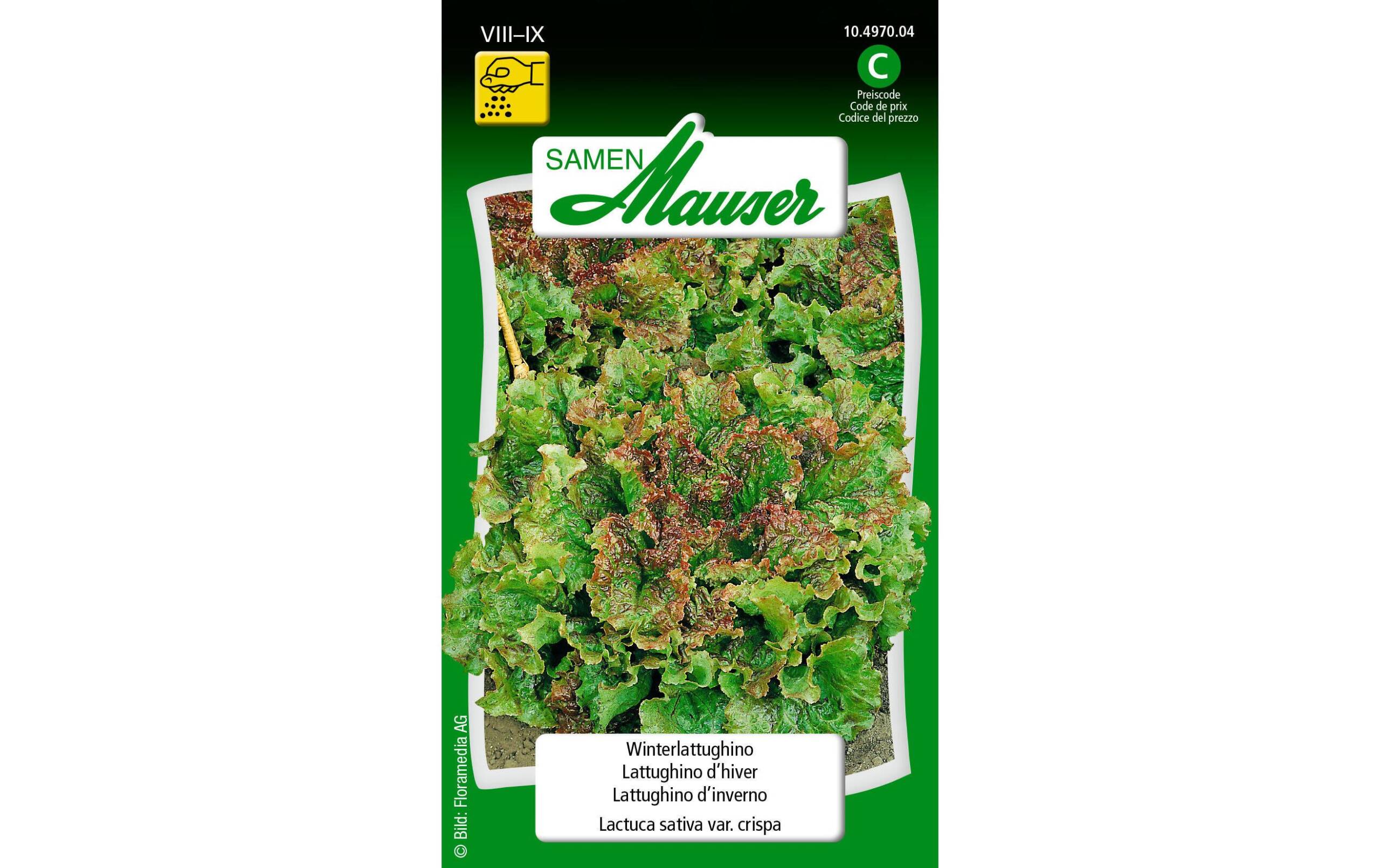 Winterlattughino Lactuca sativa var. Crispa