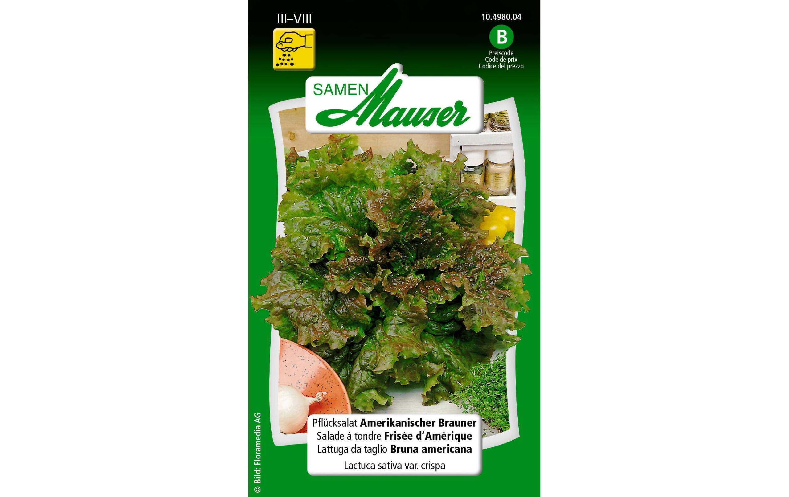 Pflücksalat Amerikanischer Brauner Lactuca sativa var. Crispa