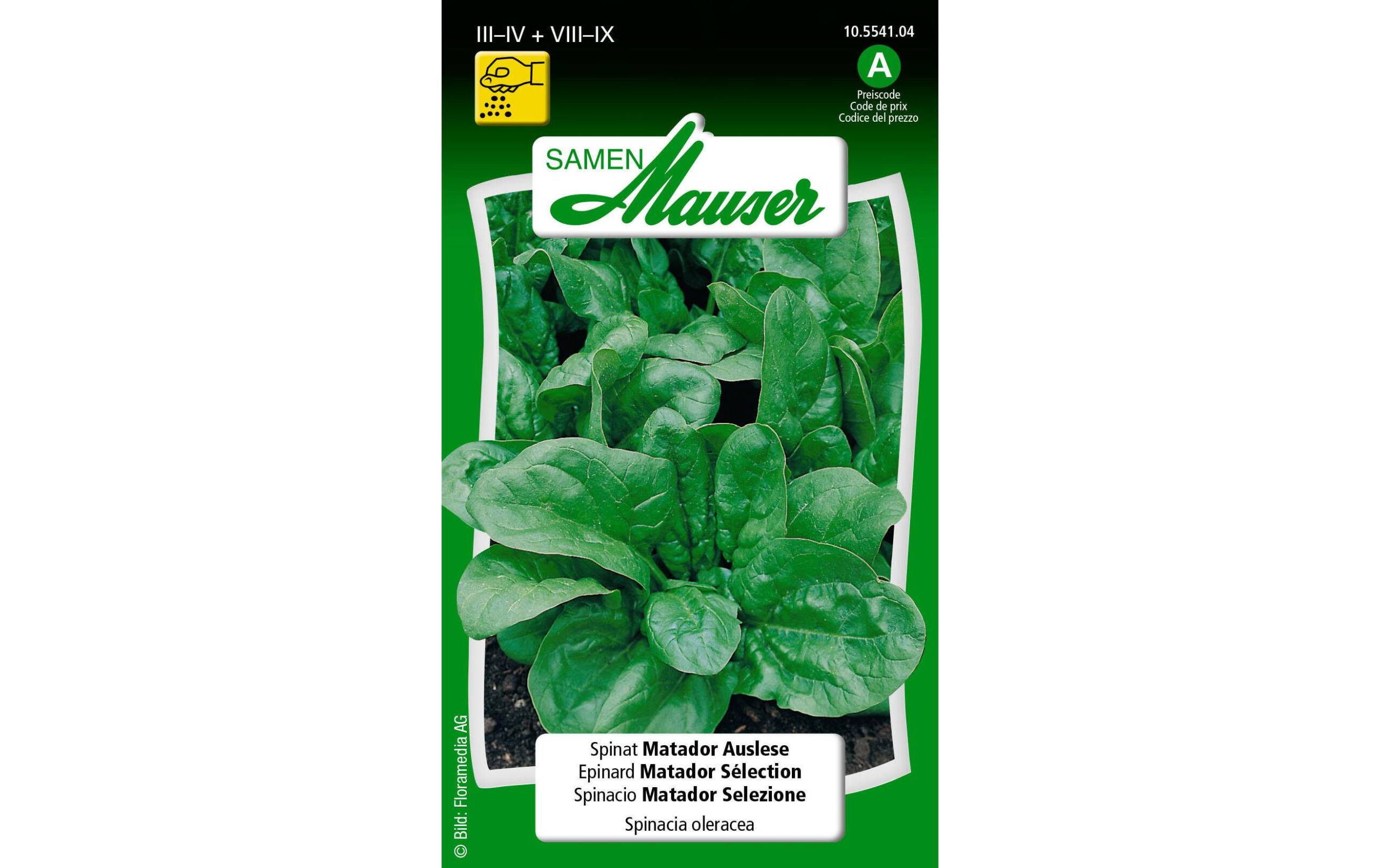 Spinat Matador Auslese Spinacia oleracea