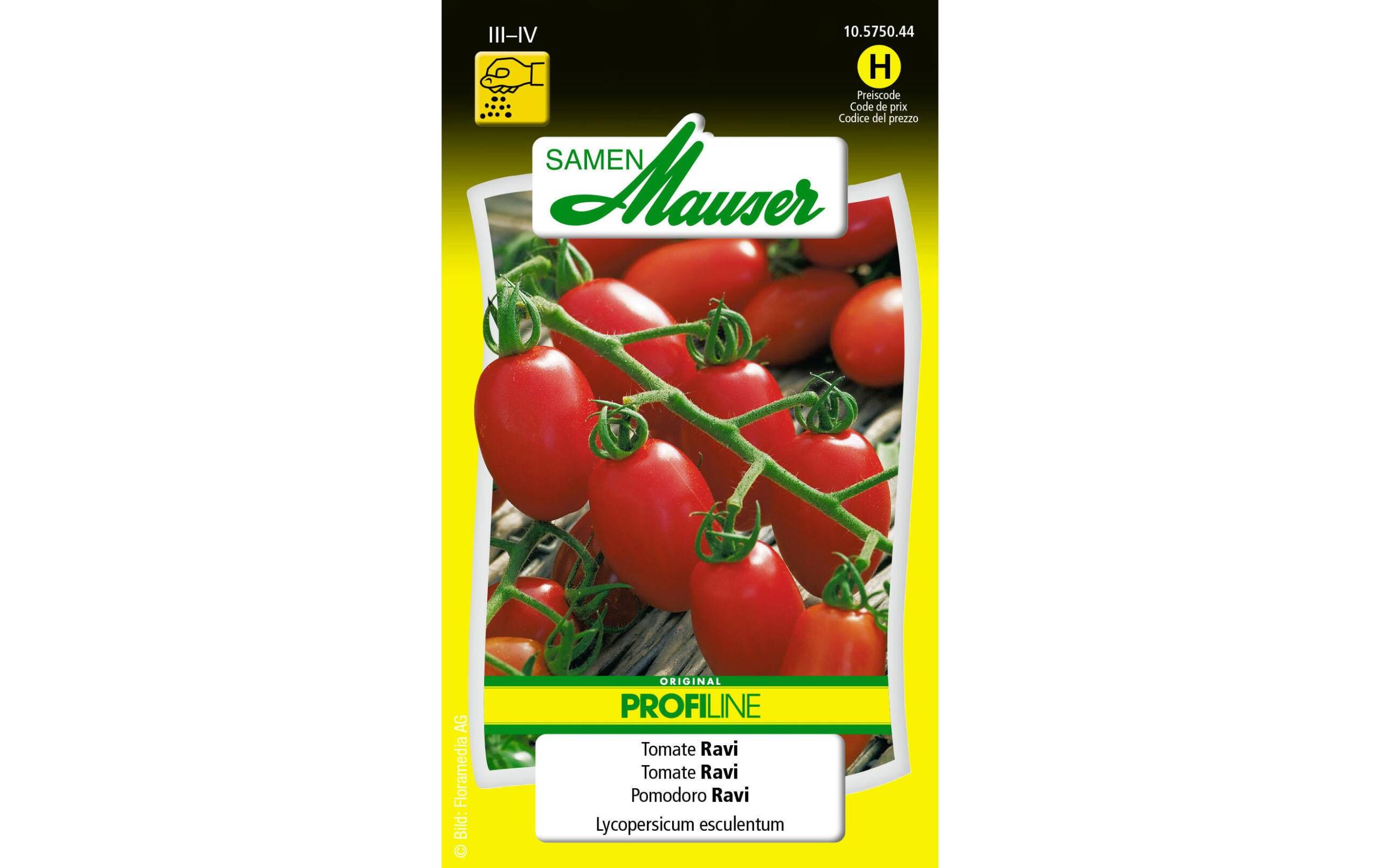 StabTomate Ravi Lypopersicon lycopersicum