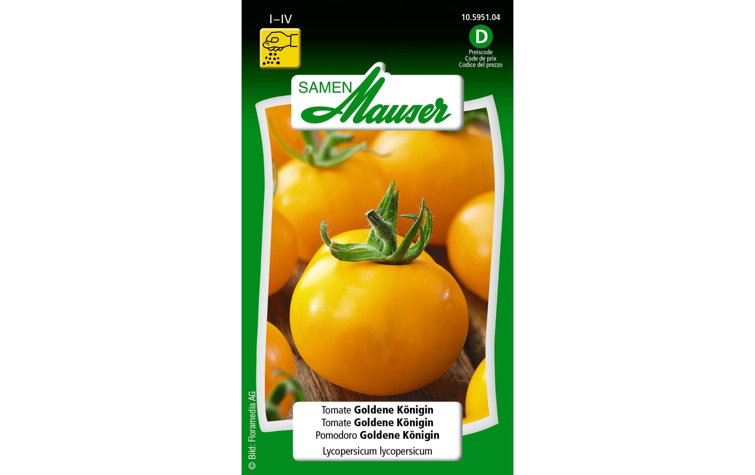 Tomate Goldene Königin Lypopersicon lycopersicum