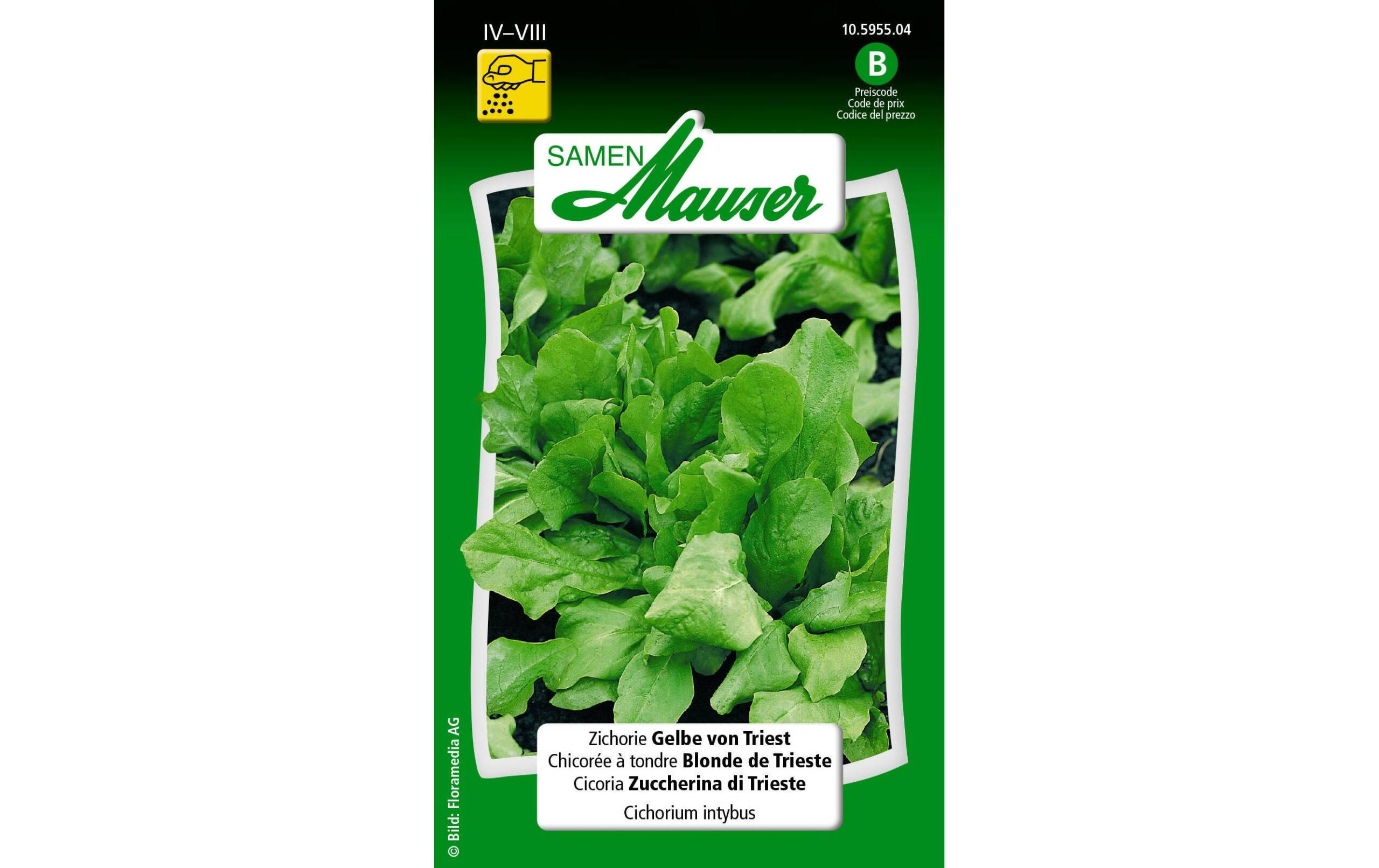 Zichorie Gelbe von Triest Cichorium intybus