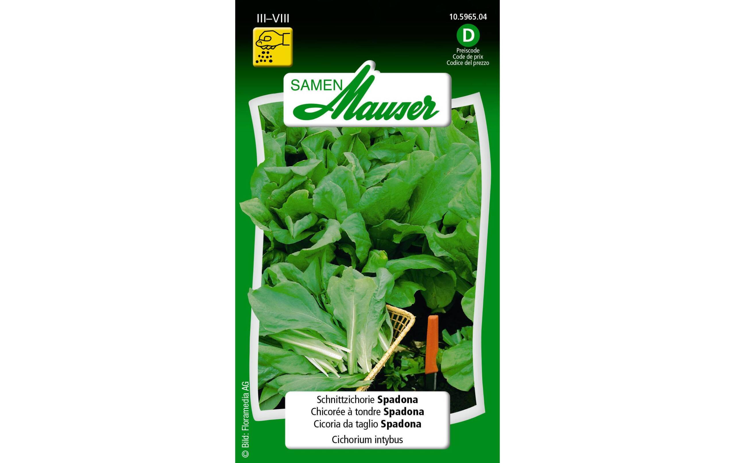 Schnittzichorie Spadona Cichorium intybus – Bild 2