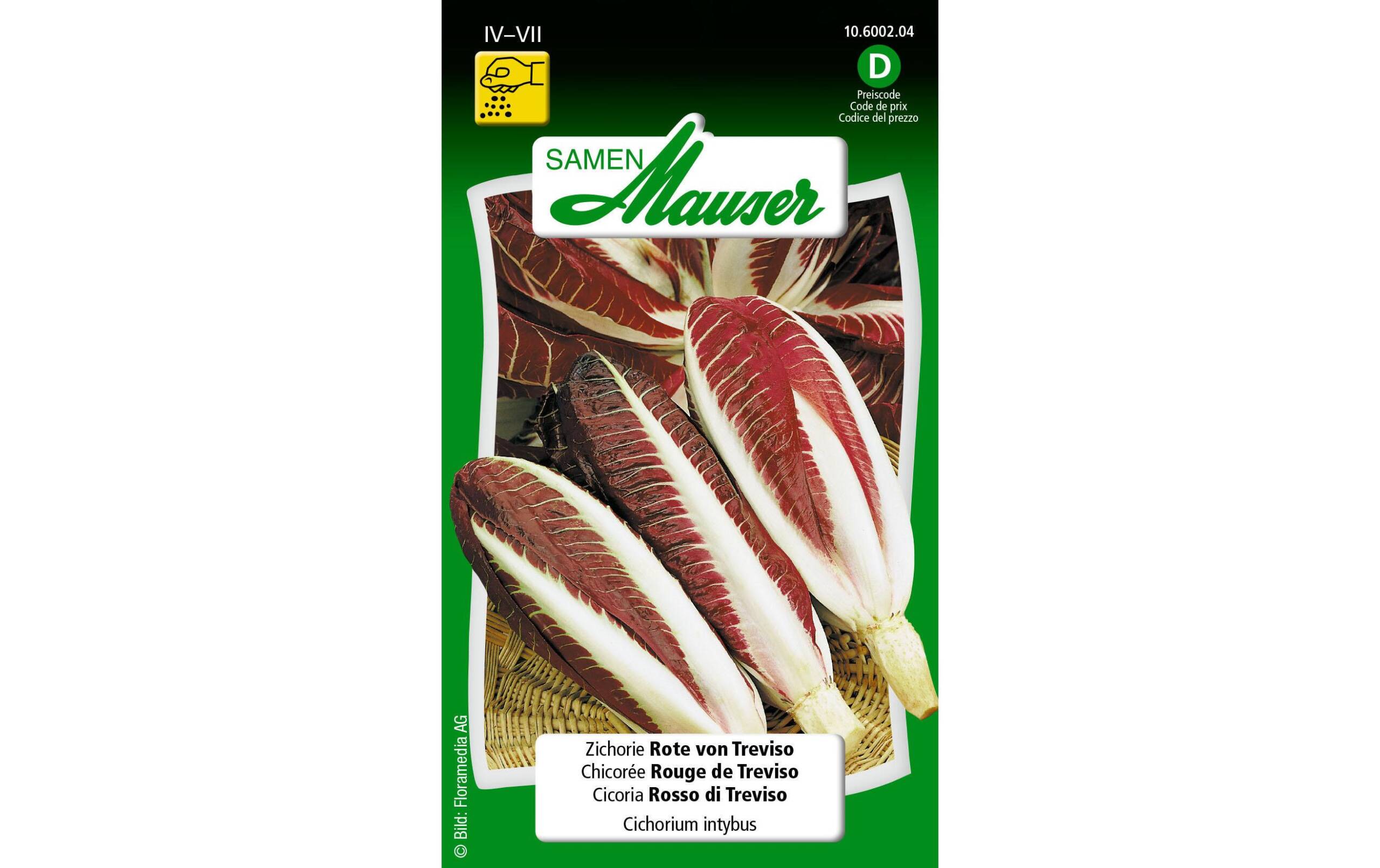 Zichorie Rote von Treviso Cichorium intybus