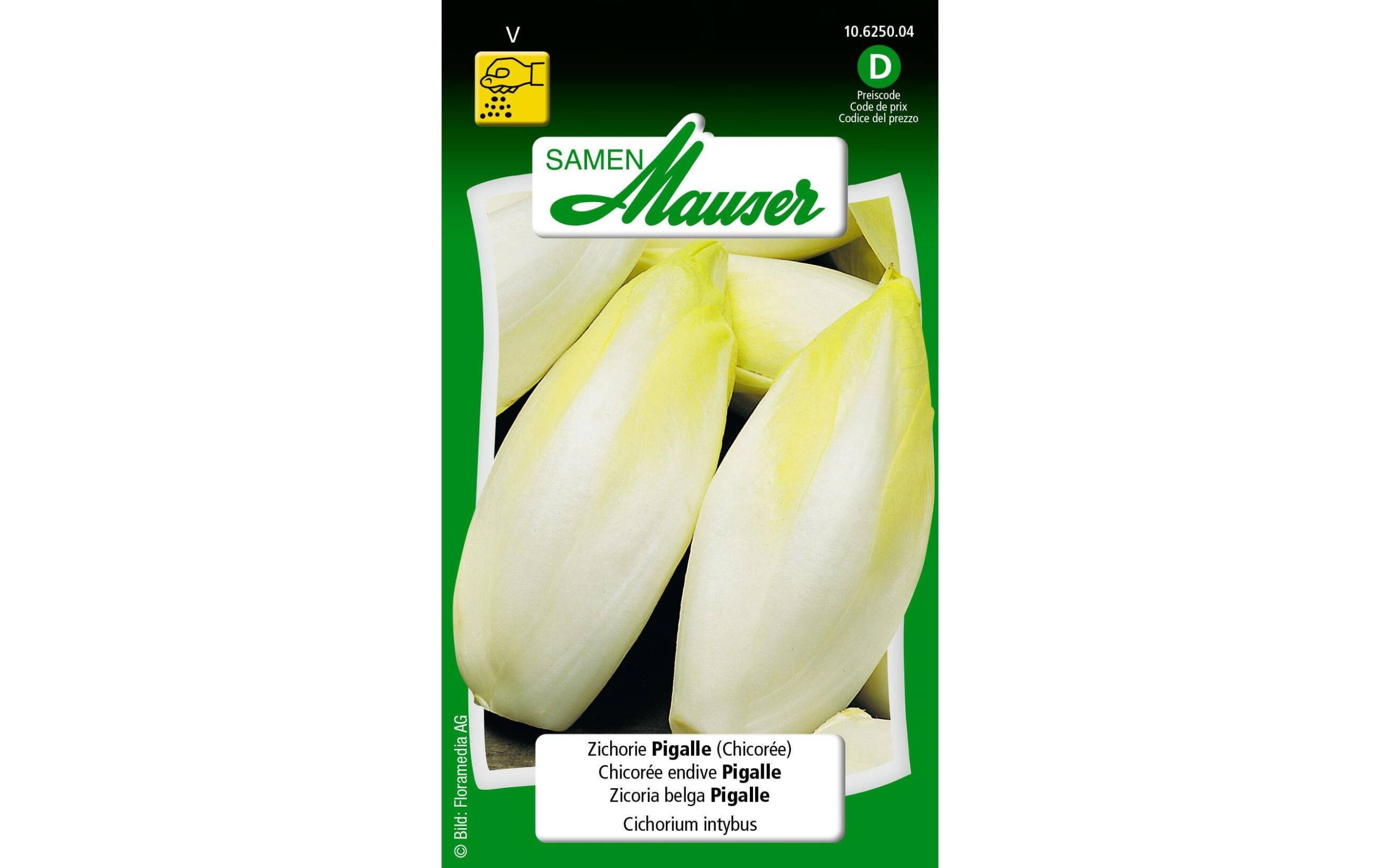 Zichorie Pigalle (Chicorée) Cichorium intybus