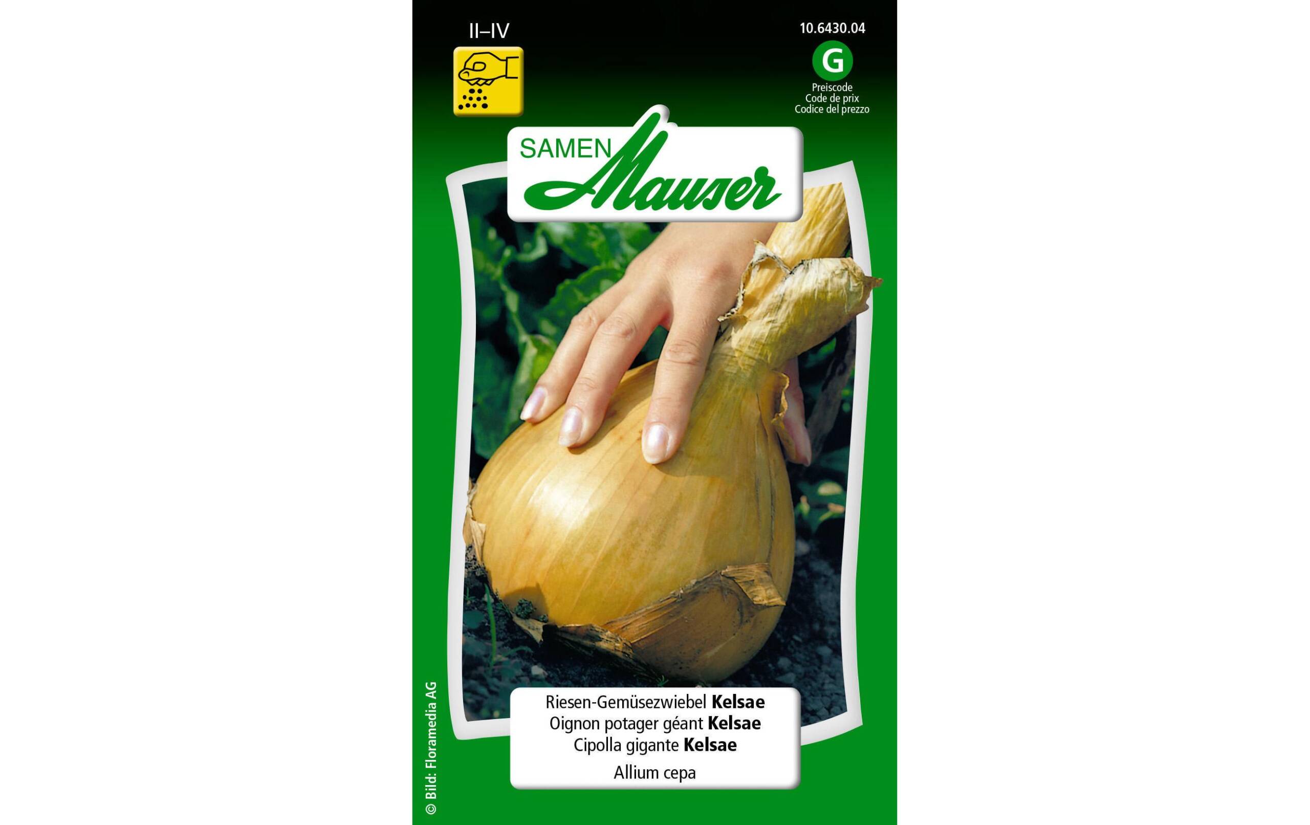 RiesenGemüsezwiebel Kelsae Allium cepa