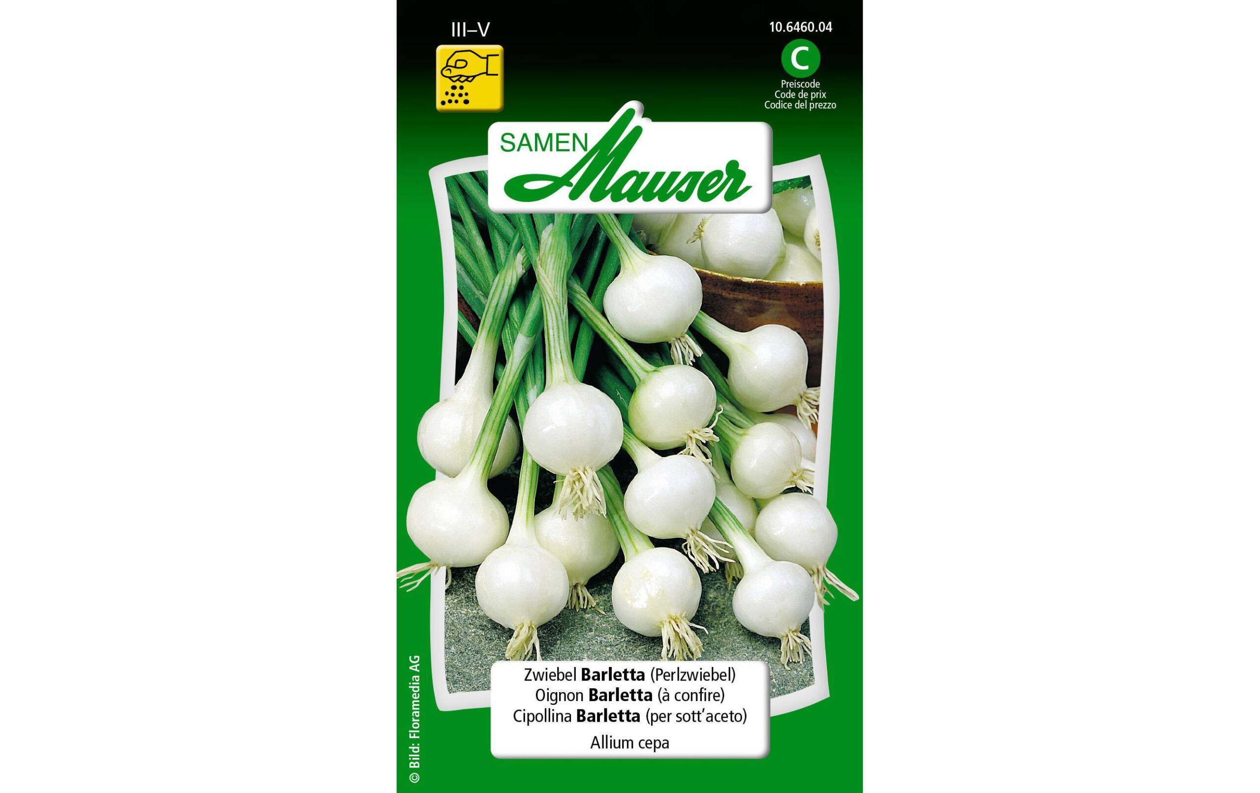 Zwiebel Barletta (Perlzwiebel) Allium cepa