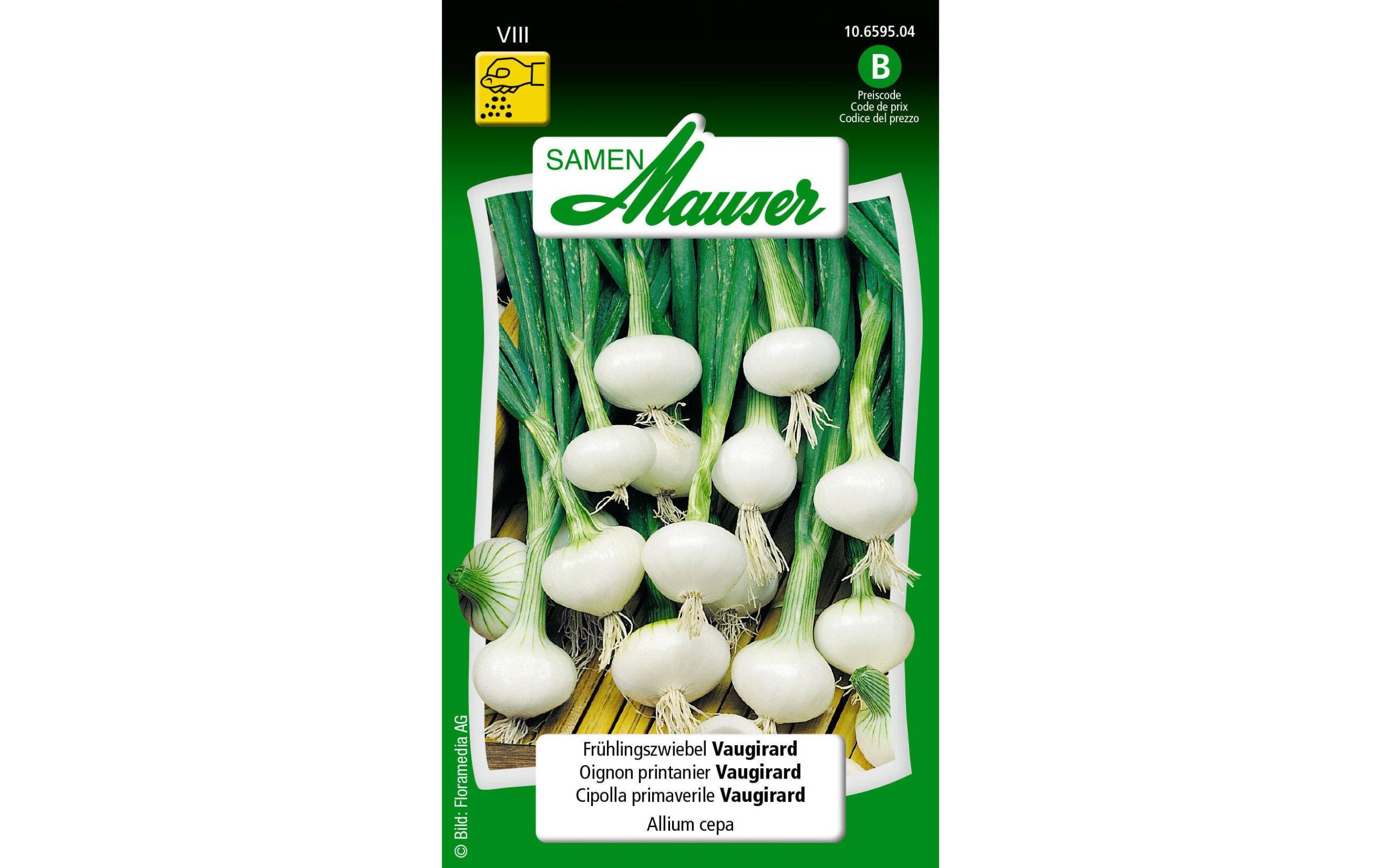 Frühlingszwiebel Vaugirard Allium cepa – Bild 2