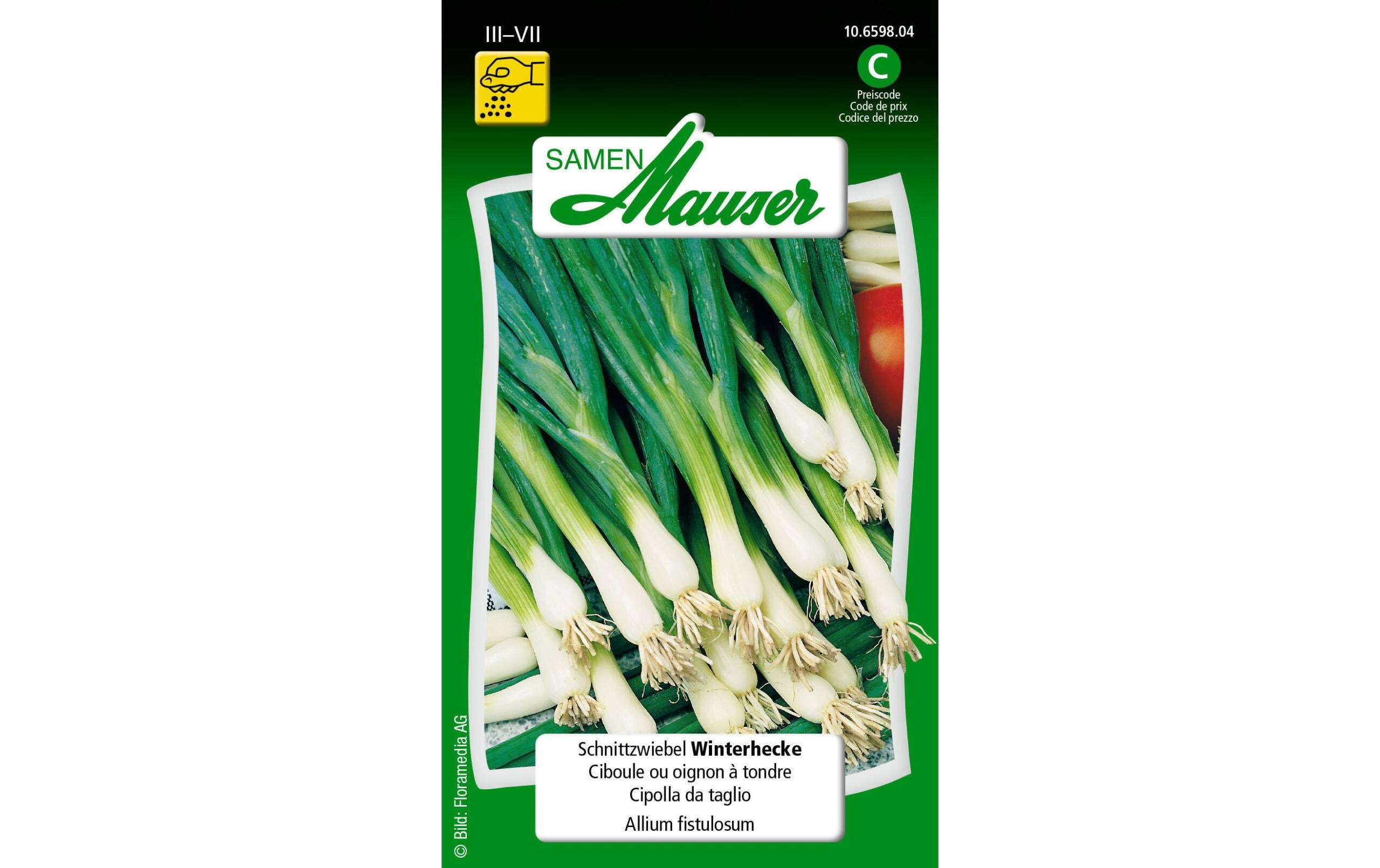 Schnittzwiebel Winterhecke Allium fistulosum