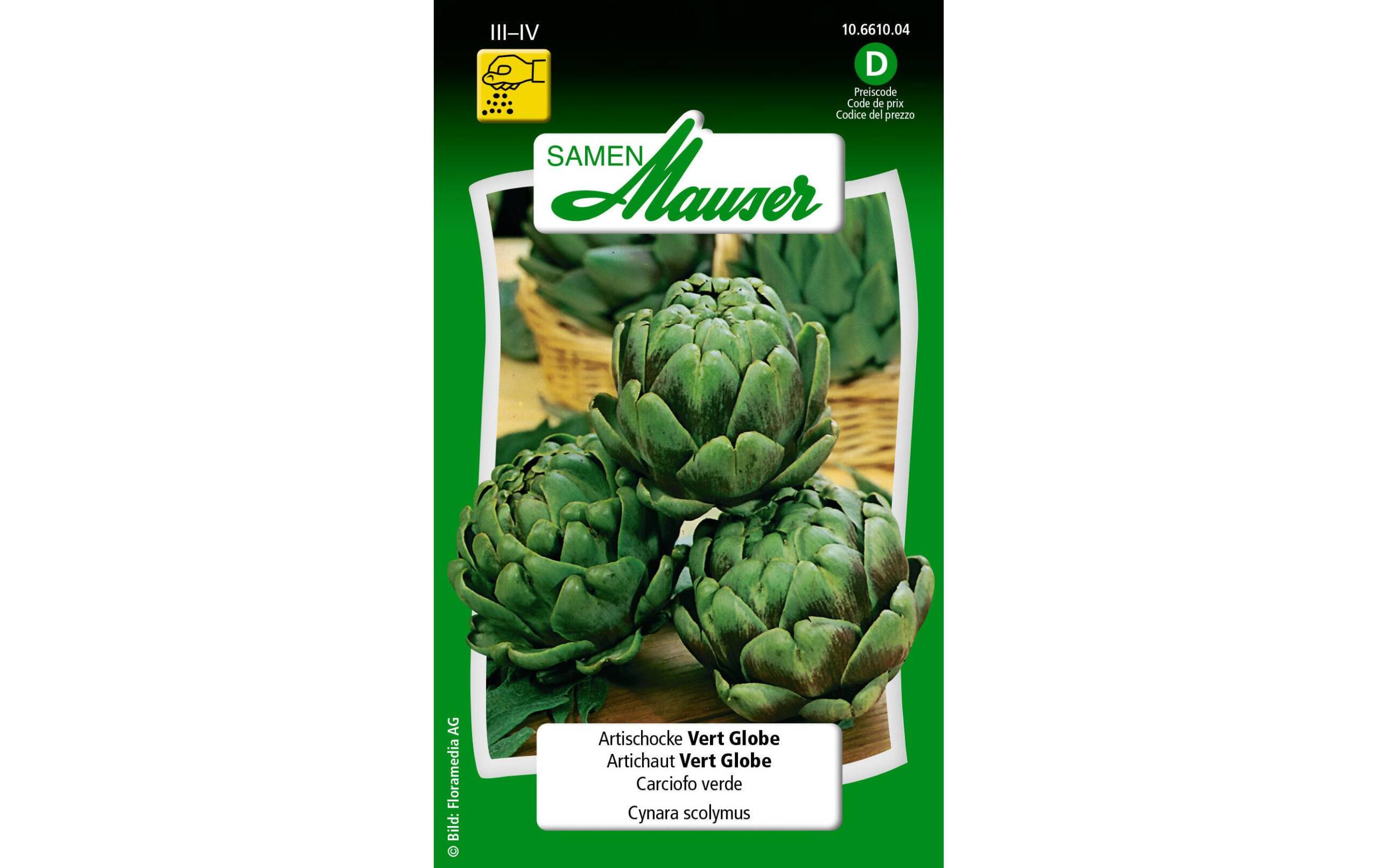 Artischocke Vert Globe Cynara scolymus