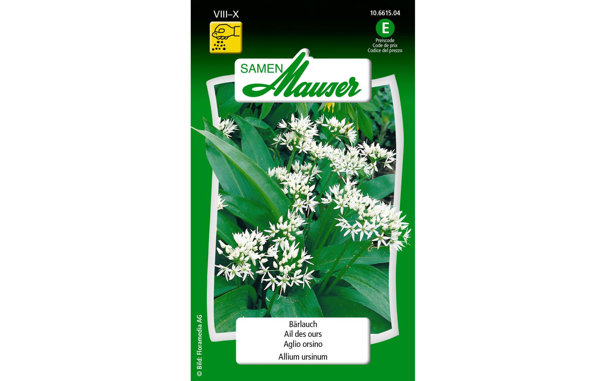 Bärlauch Allium ursinum