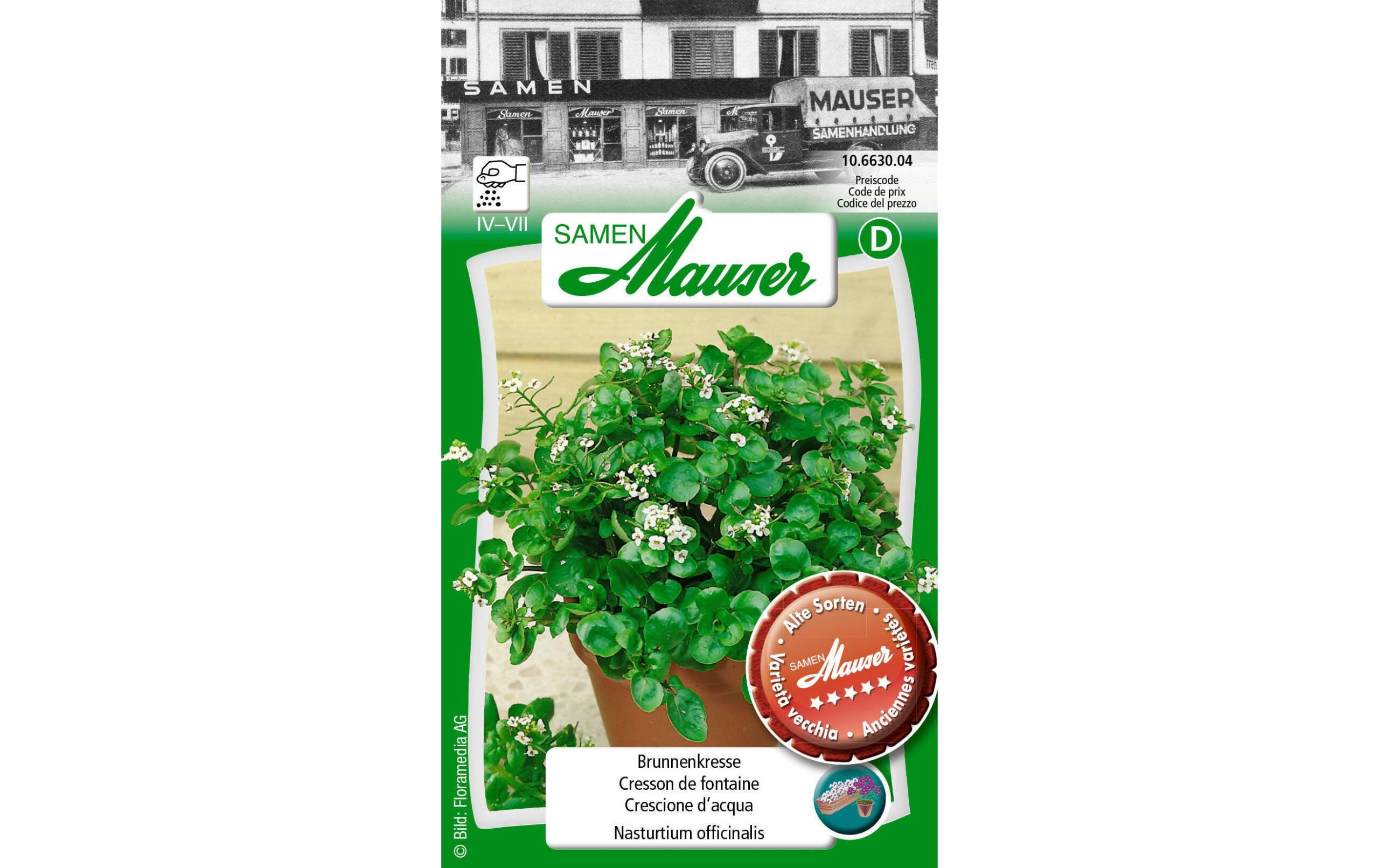 Brunnenkresse Nasturtium officinalis