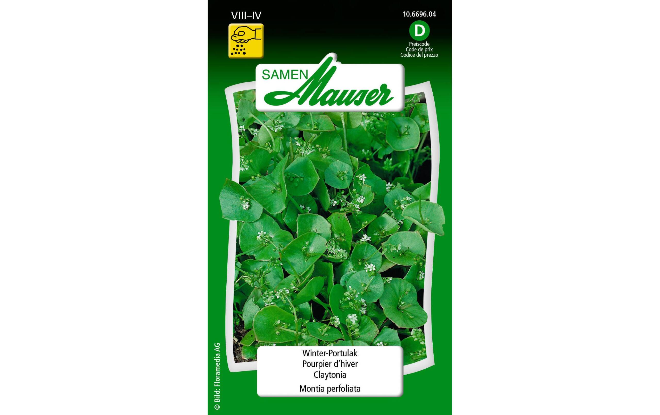 WinterPortulak Montia perfoliata