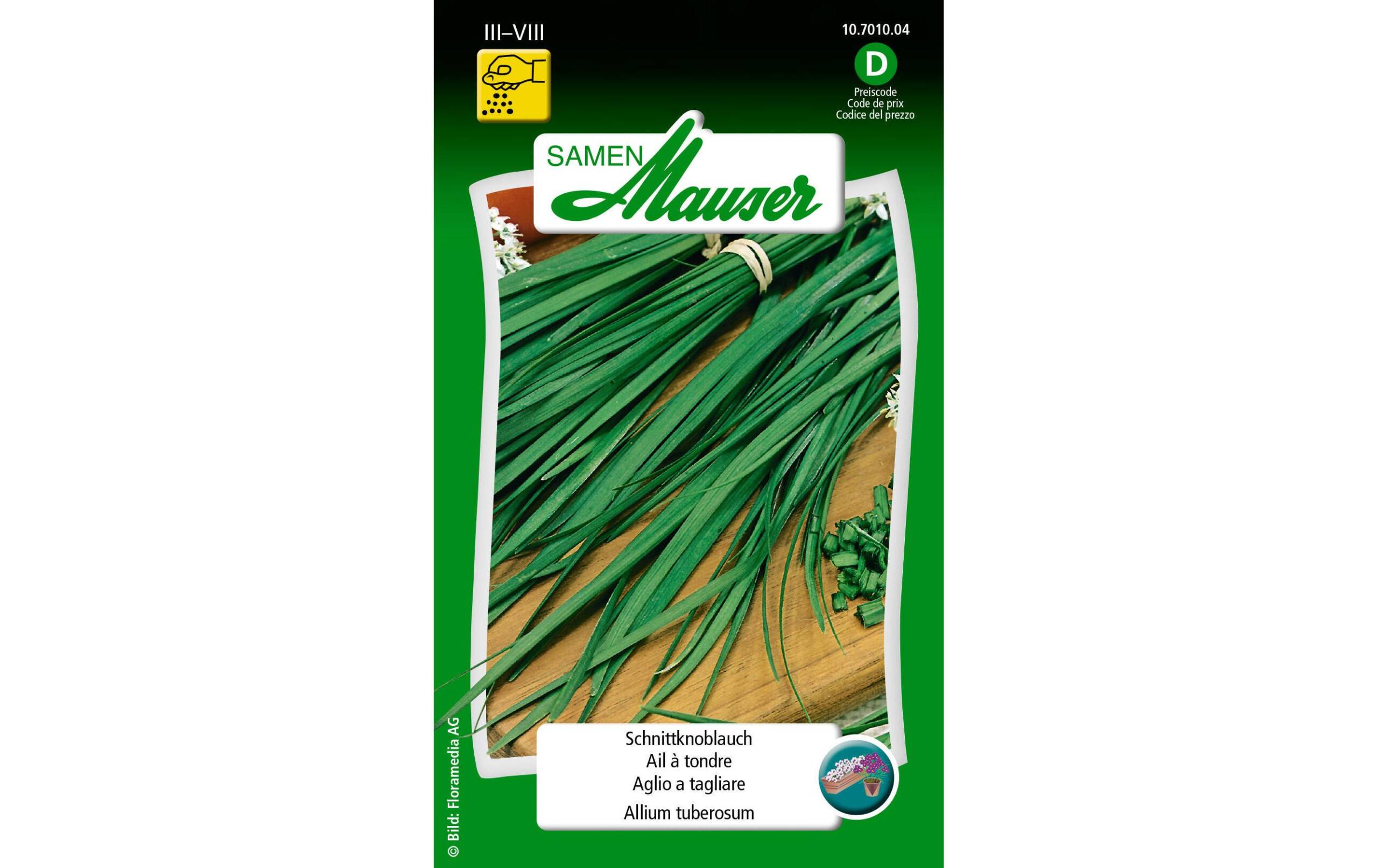 Schnittknoblauch Allium tuberosum