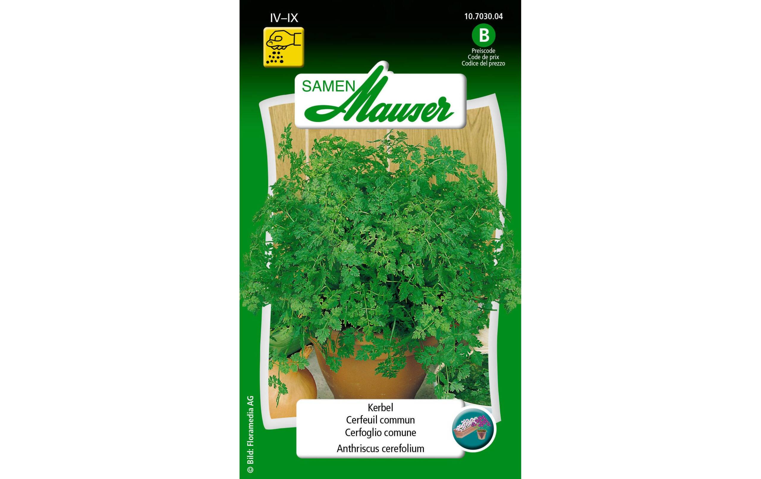 Kerbel Anthriscus cerefolium