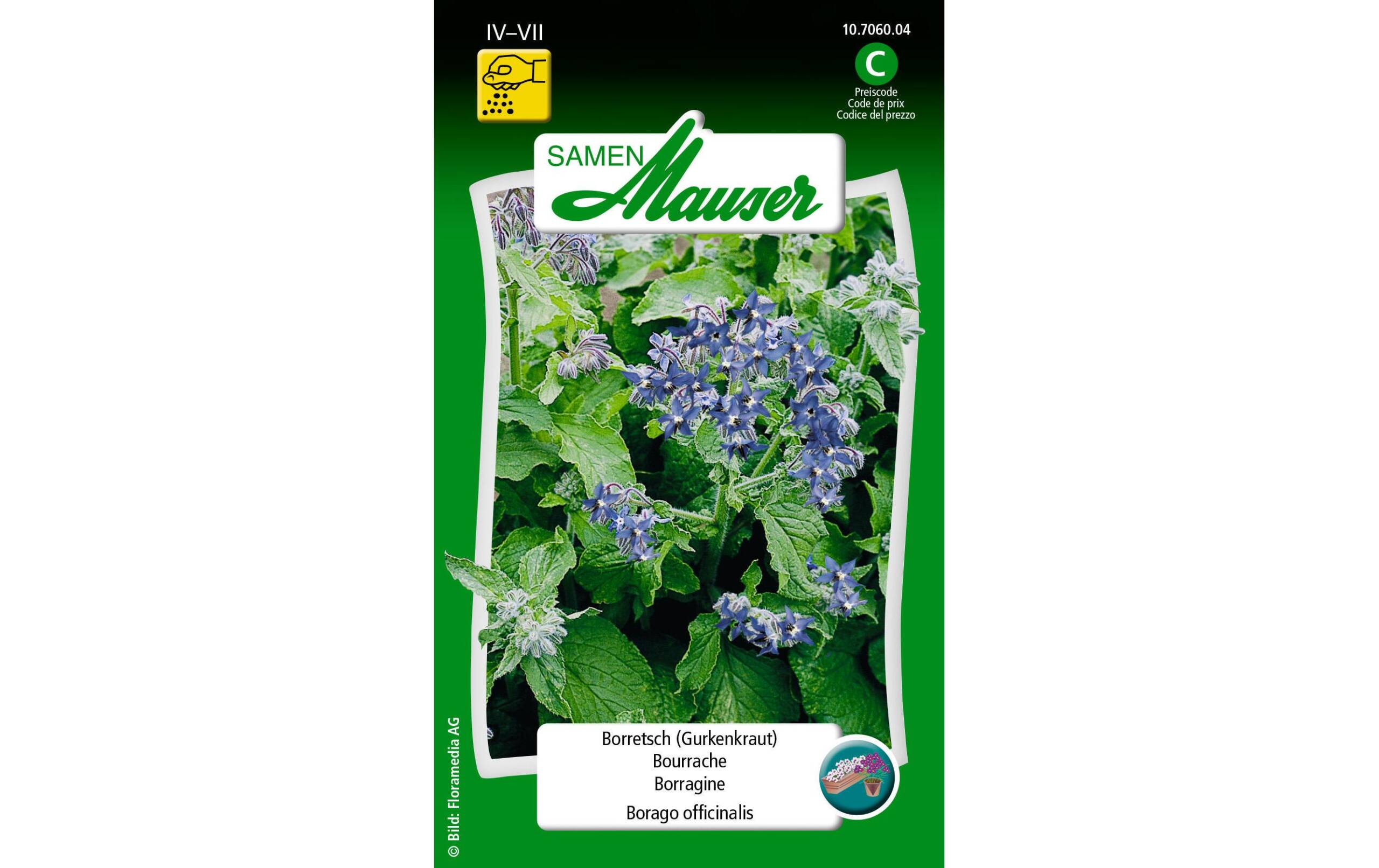 Borretsch (Gurkenkraut) Borago officinalis