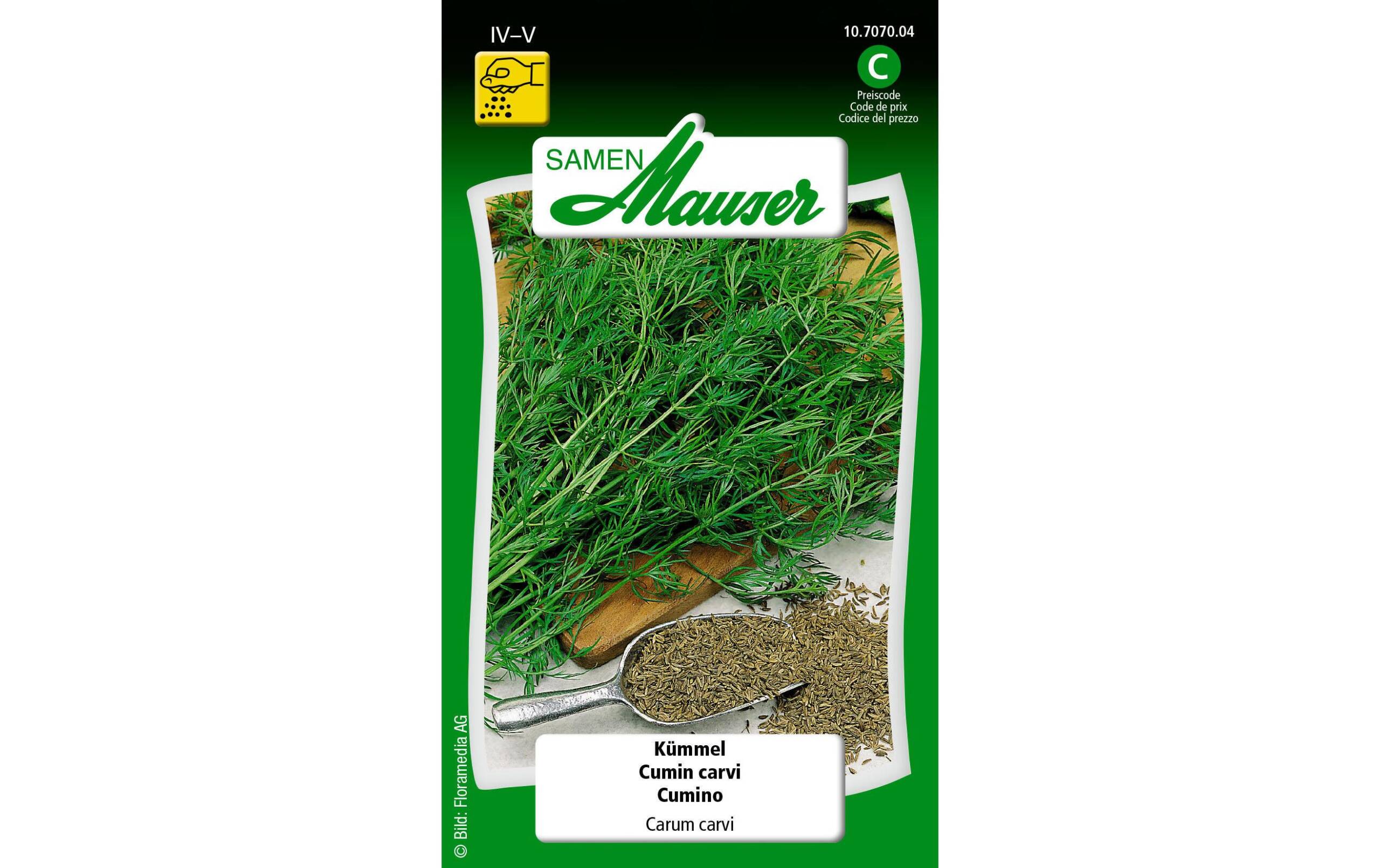 Kümmel Carum carvi