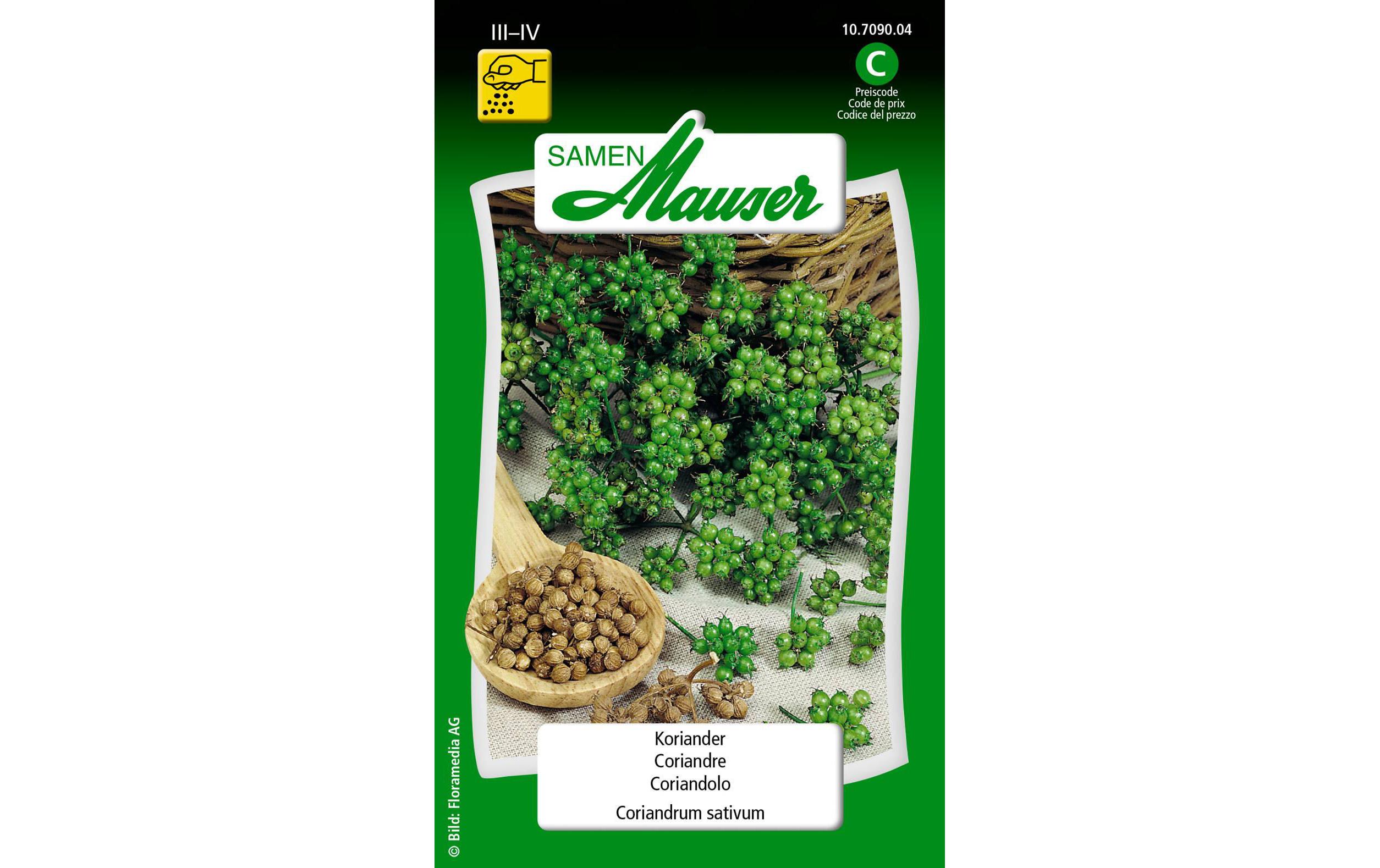 Koriander Coriandrum sativum