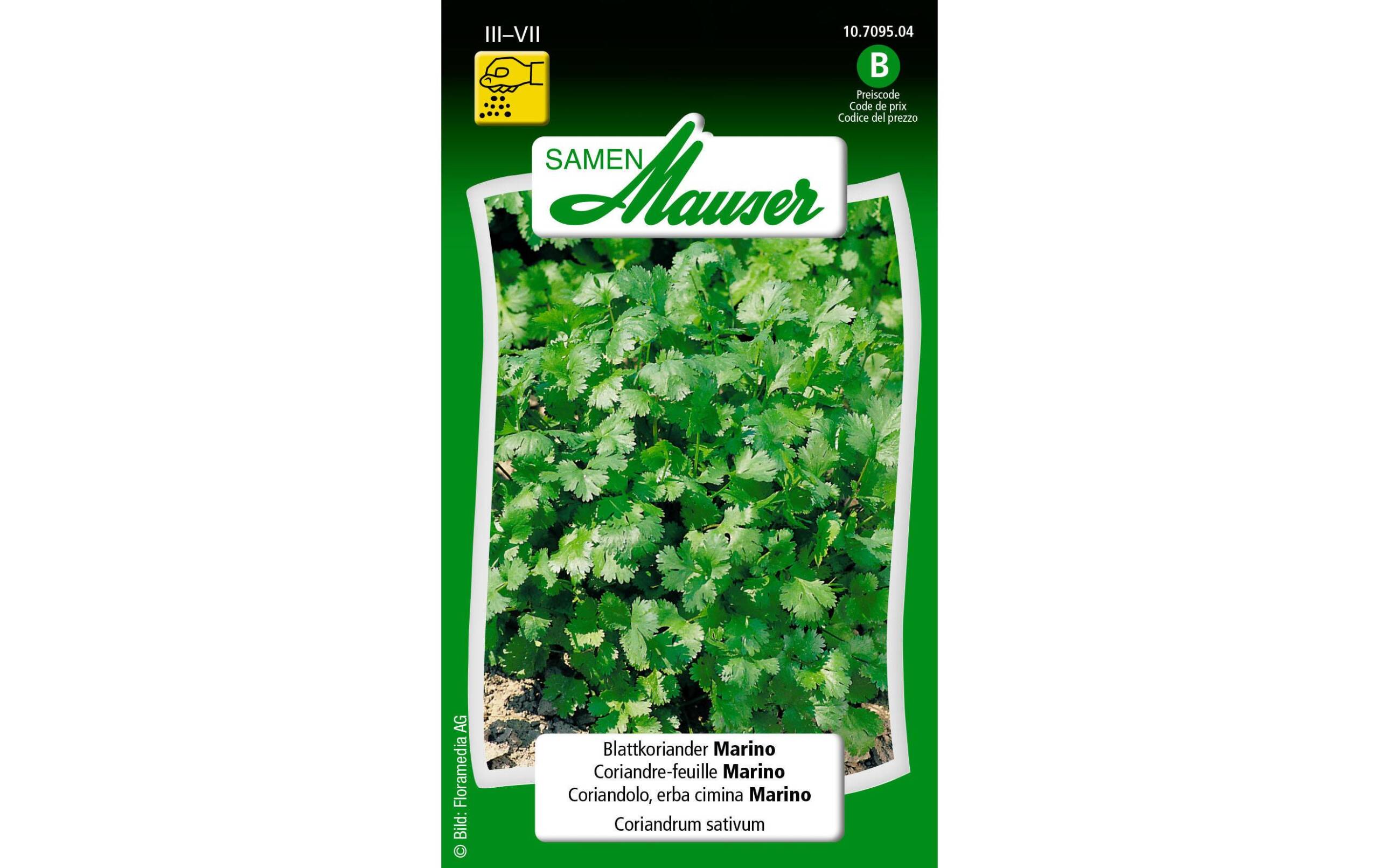 Blattkoriander Marino Coriandrum sativum